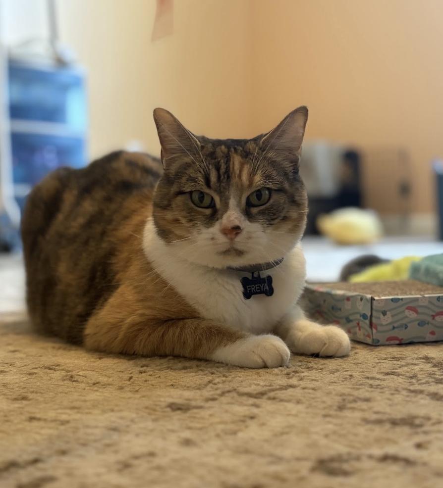Enlarge Freya aka Fluttershy, a Adoptable Domestic Short Hair in Franklin, TN image 4/5