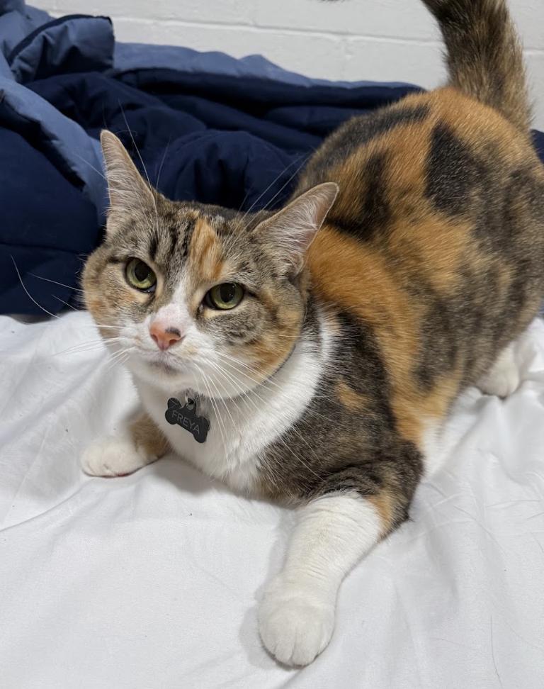 Enlarge Freya aka Fluttershy, a ADOPTABLE Domestic Short Hair in Franklin, TN image 1/2