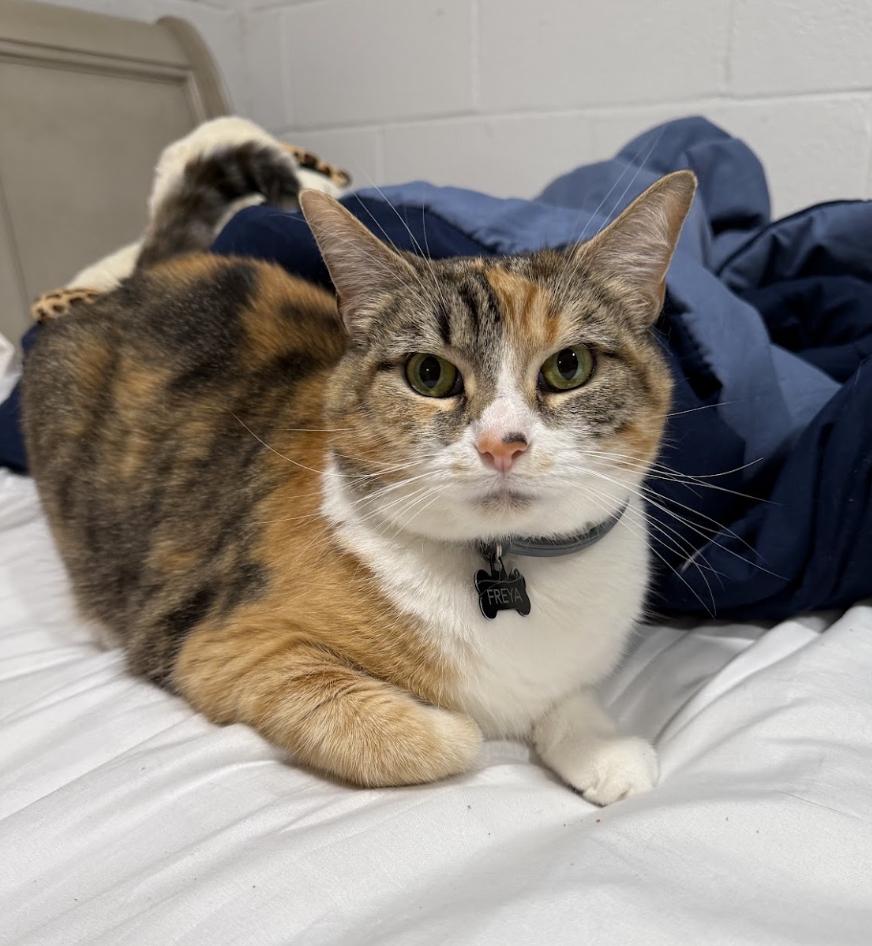 Enlarge Freya aka Fluttershy, a ADOPTABLE Domestic Short Hair in Franklin, TN image 2/2