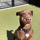 Enlarge Murdoch, a Adoptable Miniature Pinscher in Santa Cruz, CA image 5/6