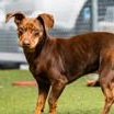 Enlarge Murdoch, a Adoptable Miniature Pinscher in Santa Cruz, CA image 1/6