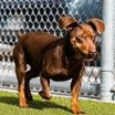 Enlarge Murdoch, a Adoptable Miniature Pinscher in Santa Cruz, CA image 3/6