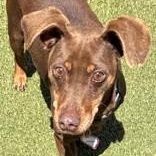 Enlarge Murdoch, a Adoptable Miniature Pinscher in Santa Cruz, CA image 4/6