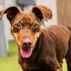 Enlarge Murdoch, a Adoptable Miniature Pinscher in Santa Cruz, CA image 2/6