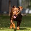Enlarge Murdoch, a Adoptable Miniature Pinscher in Santa Cruz, CA image 6/6