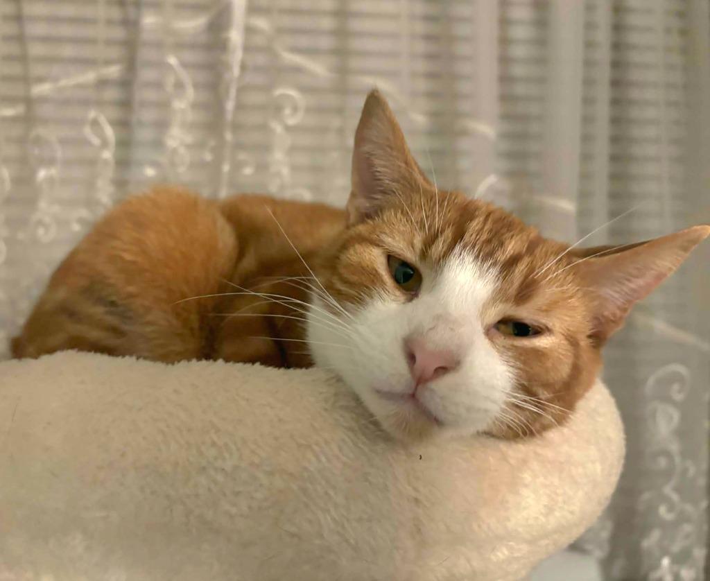 Ralph, Adoptable, Young Male Domestic Short Hair.