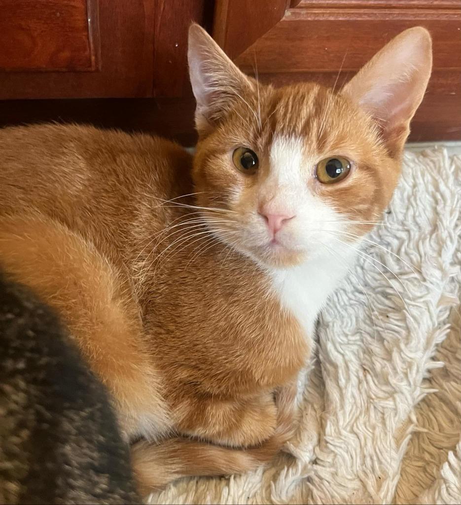 Enlarge Ralph, a Adoptable mixed breed in Buford, GA image 1/2