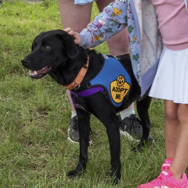 Bobby, Adoptable, Adult Male Black Labrador Retriever.