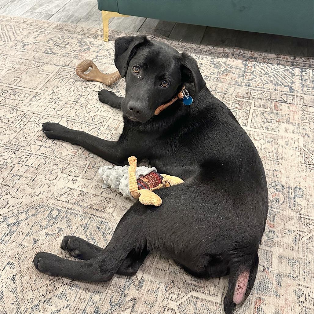 Bobby, a Adoptable Black Labrador Retriever in Washington, DC image 1/6