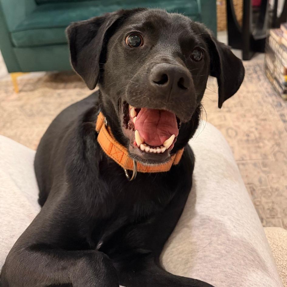 Bobby, Adoptable, Adult Male Black Labrador Retriever.