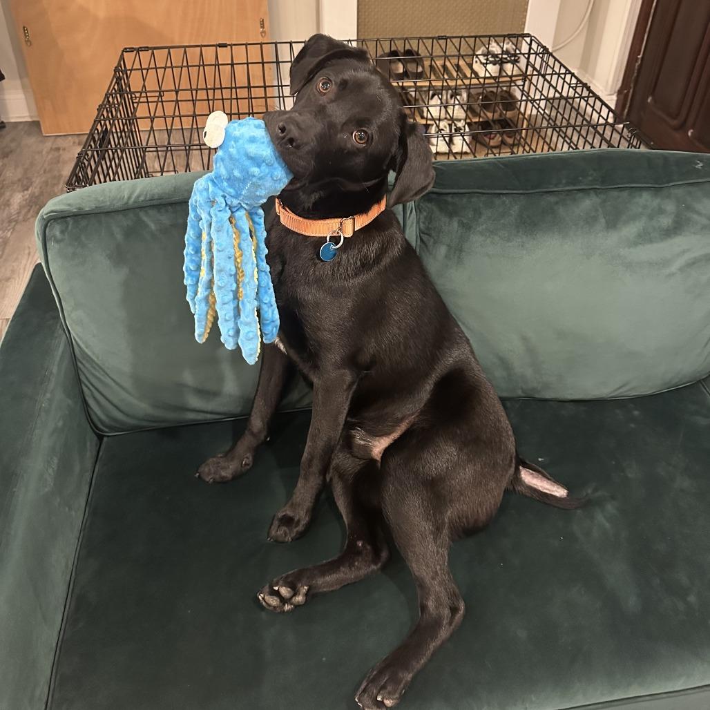 Bobby, a Adoptable Black Labrador Retriever in Washington, DC image 2/6