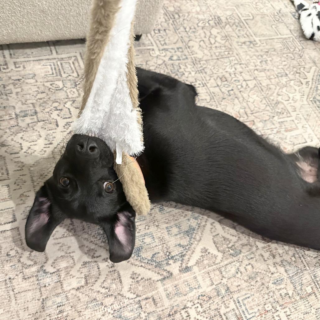 Enlarge Bobby, a Adoptable Black Labrador Retriever in Washington, DC image 3/6