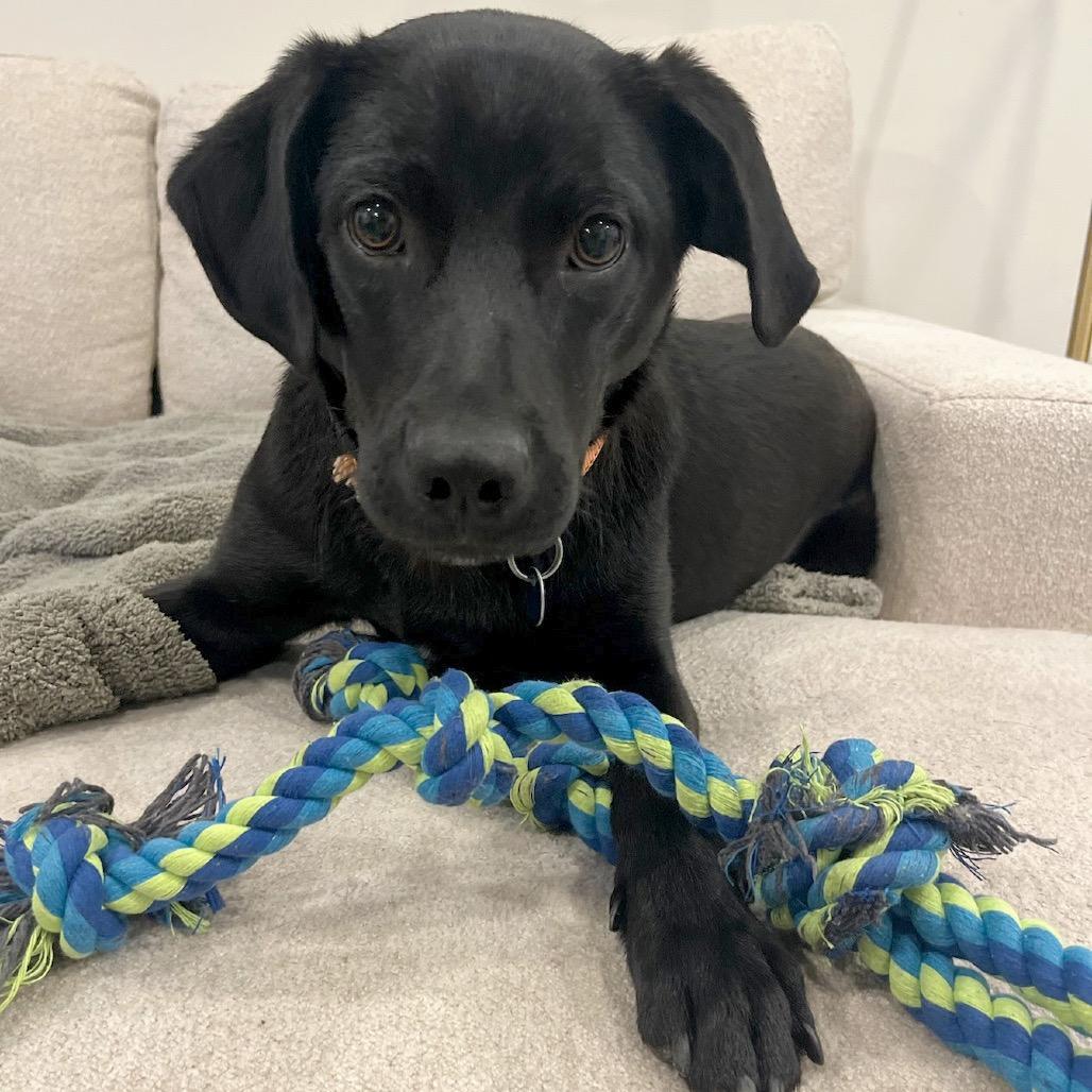 Bobby, a Adoptable Black Labrador Retriever in Washington, DC image 3/6