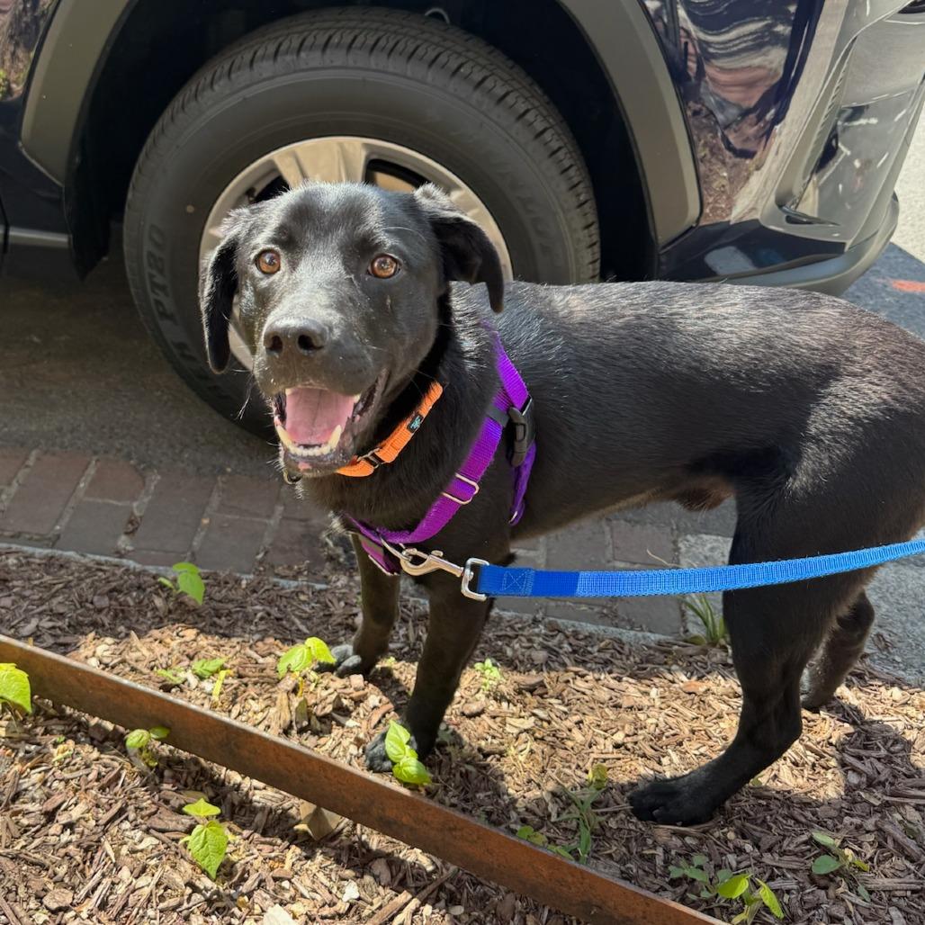 Bobby, a Adoptable Black Labrador Retriever in Washington, DC image 4/6
