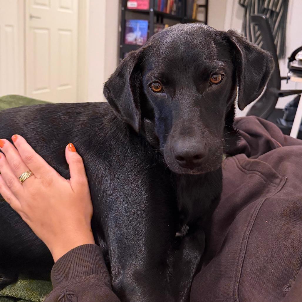 Enlarge Bobby, a Adoptable Black Labrador Retriever in Washington, DC image 4/6