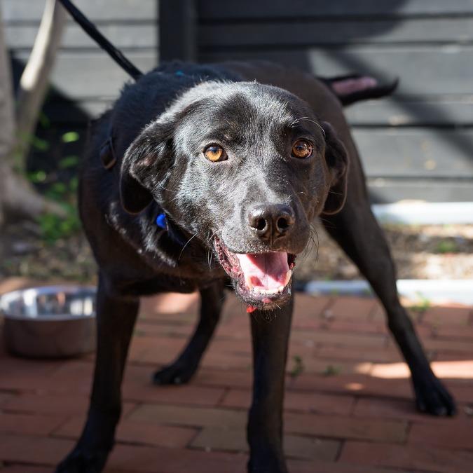 Bobby, a Adoptable Black Labrador Retriever in Washington, DC image 6/6