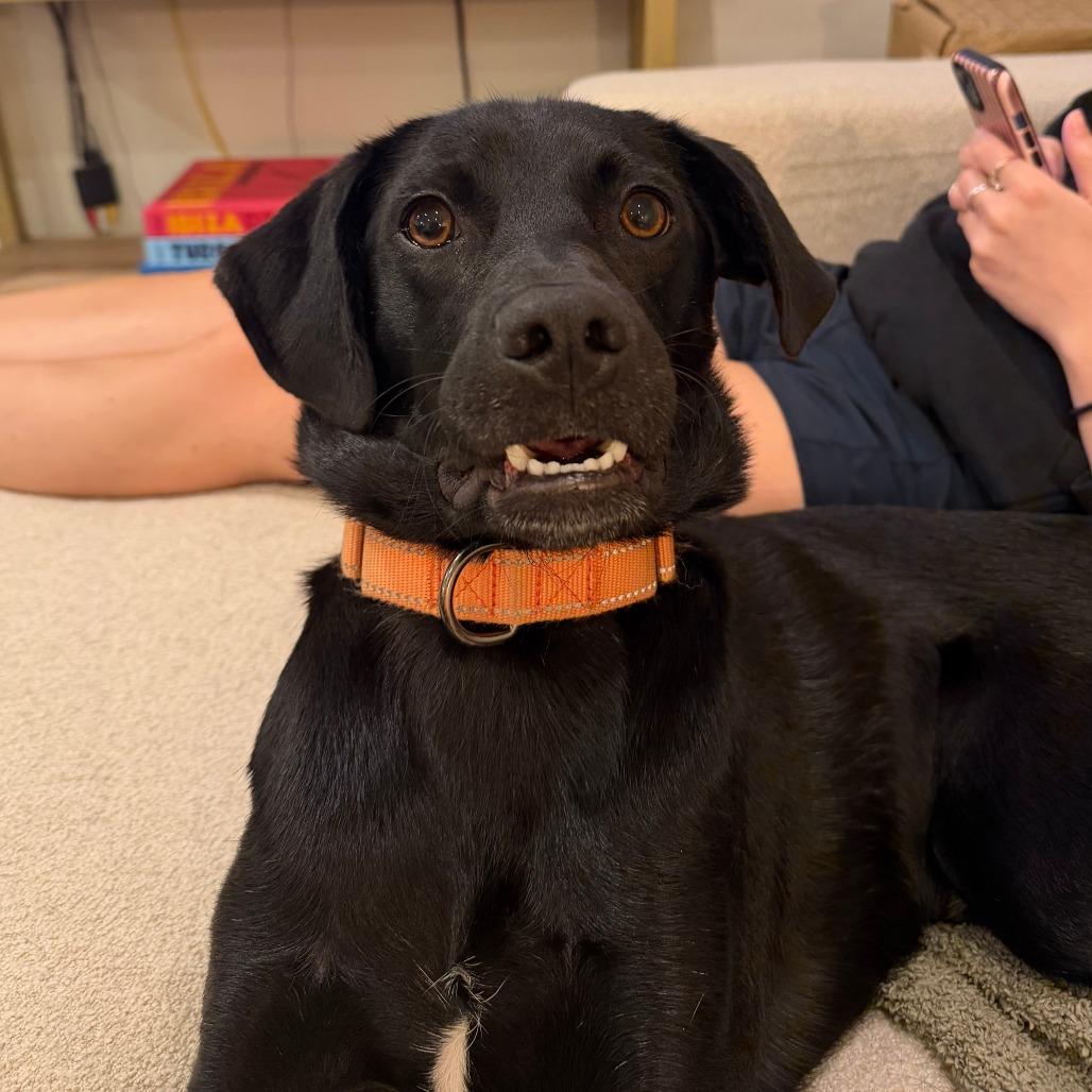 Enlarge Bobby, a Adoptable Black Labrador Retriever in Washington, DC image 5/6