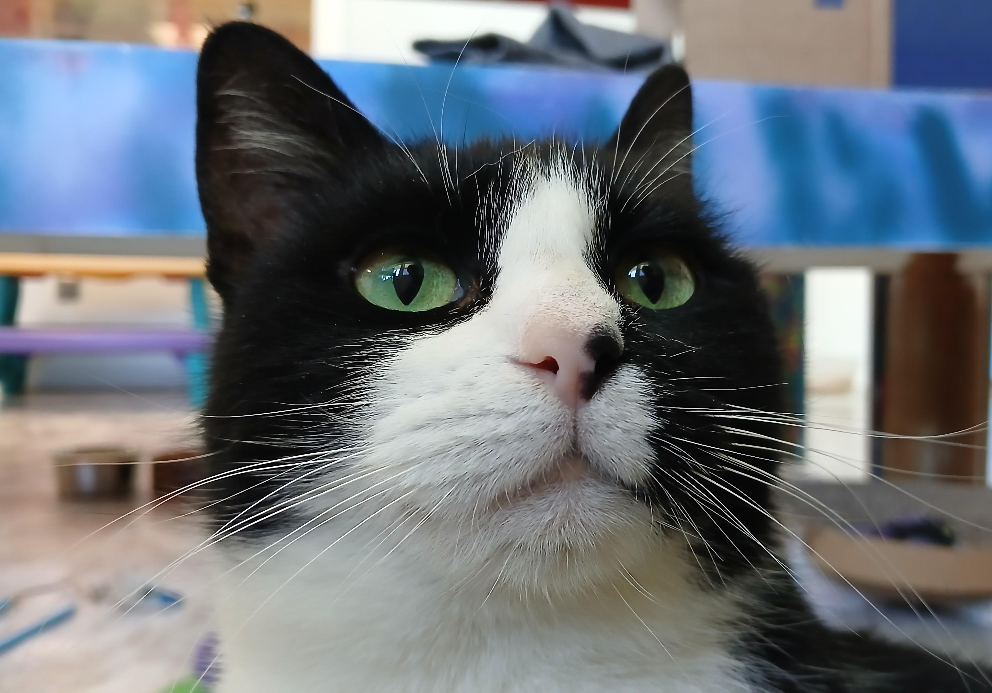 Sonique, ADOPTABLE, Young Female Domestic Short Hair.