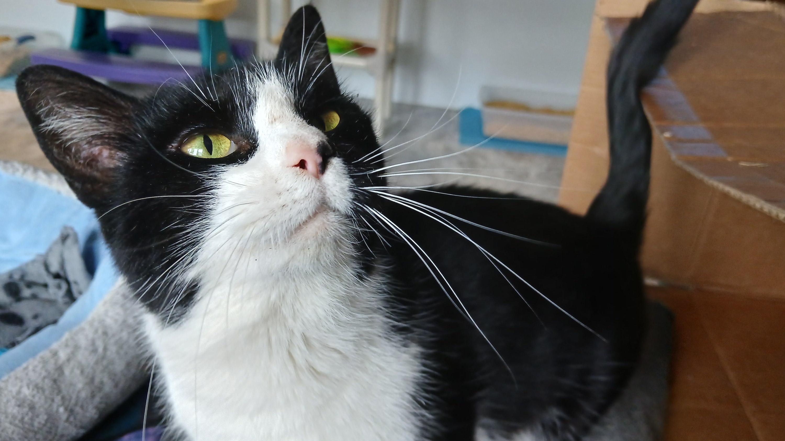Enlarge Sonique, a ADOPTABLE Domestic Short Hair in Cullowhee, NC image 3/6