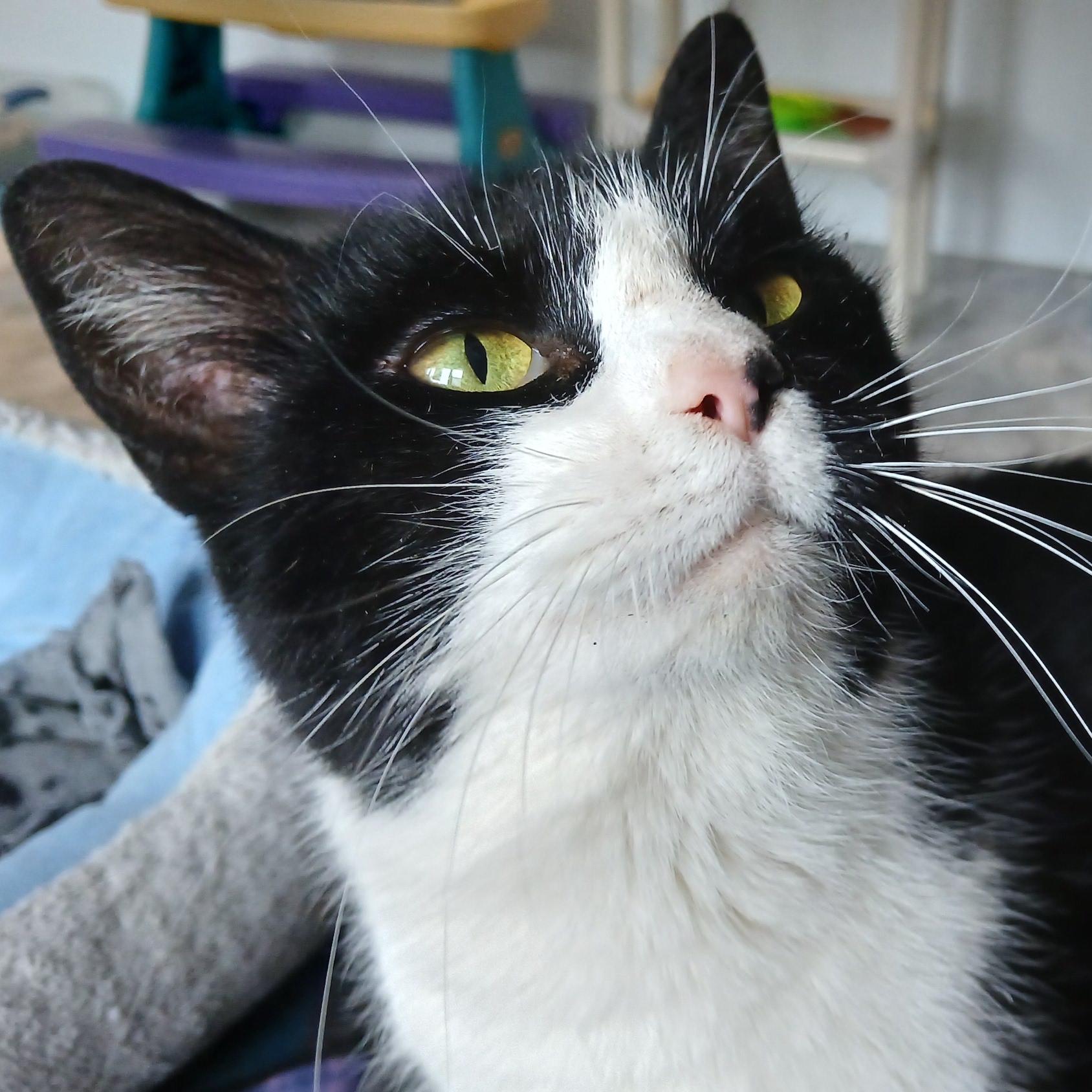 Sonique, ADOPTABLE, Young Female Domestic Short Hair.