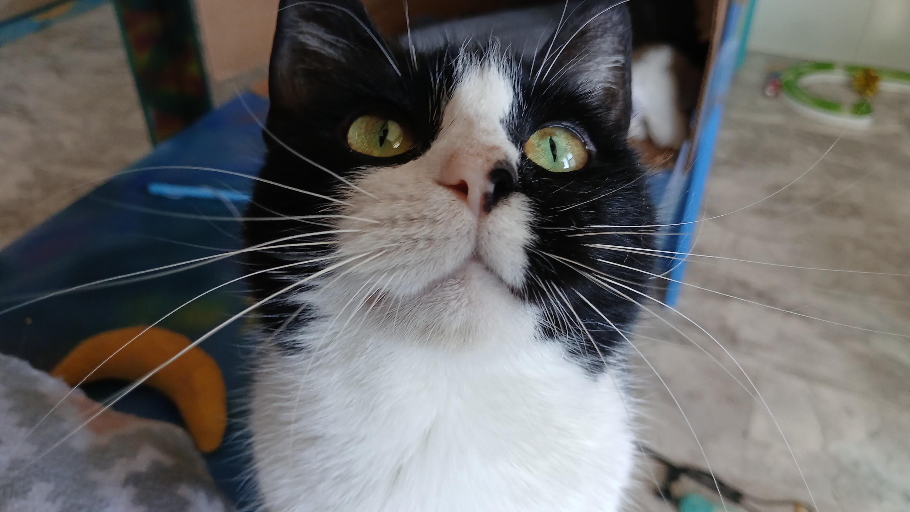 Enlarge Sonique, a ADOPTABLE Domestic Short Hair in Cullowhee, NC image 4/6