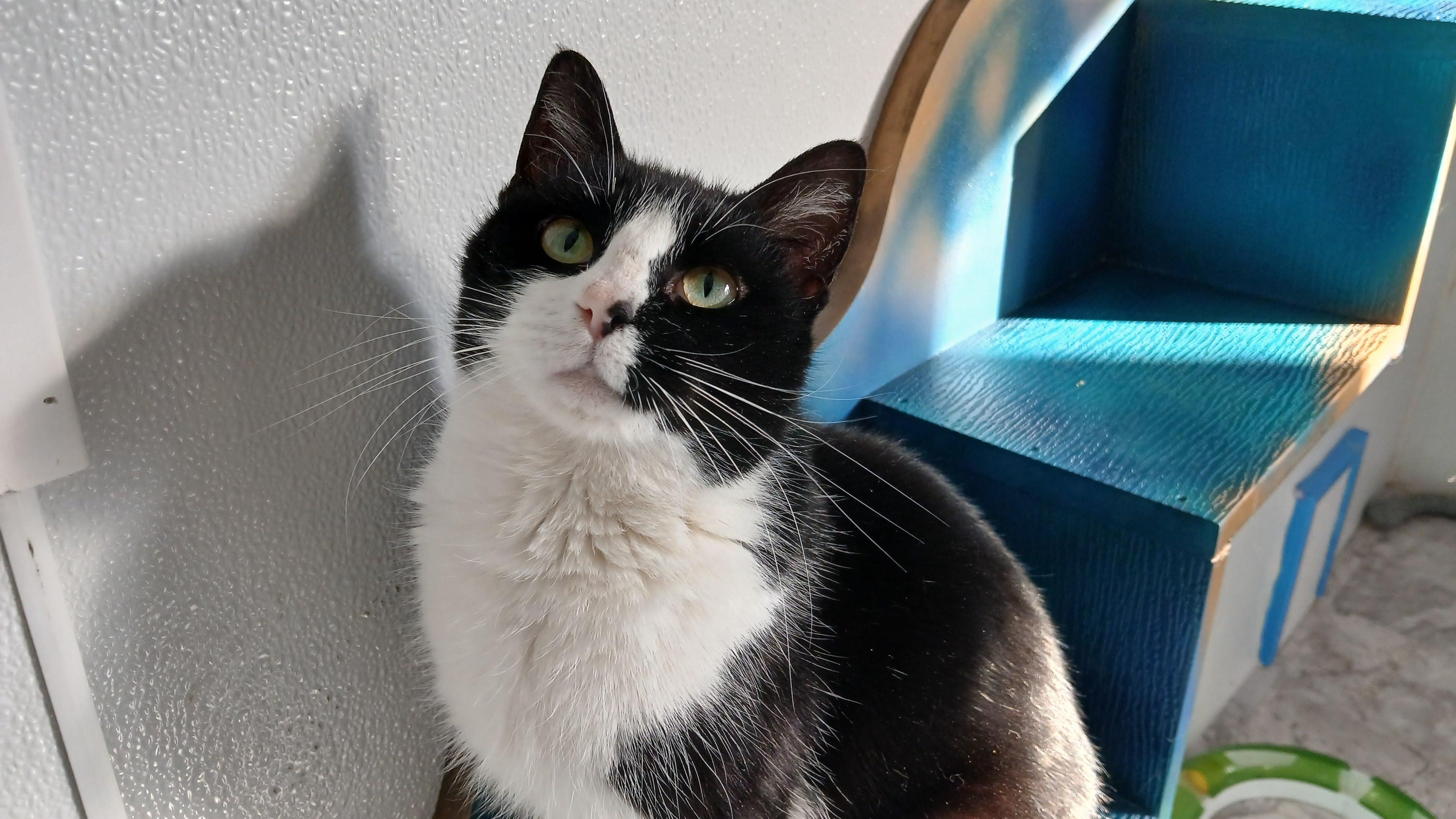 Enlarge Sonique, a ADOPTABLE Domestic Short Hair in Cullowhee, NC image 5/6