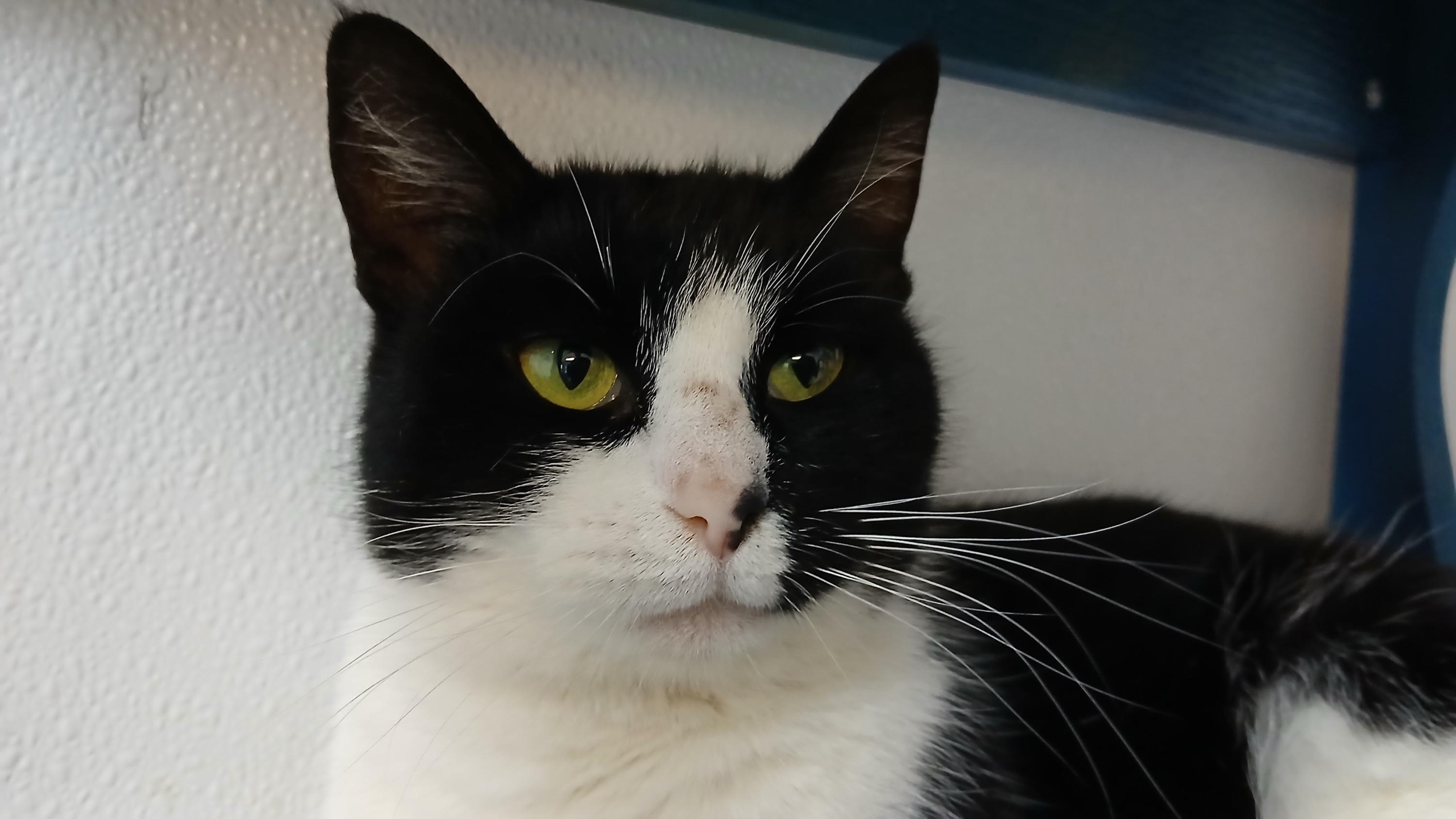 Enlarge Sonique, a ADOPTABLE Domestic Short Hair in Cullowhee, NC image 3/6