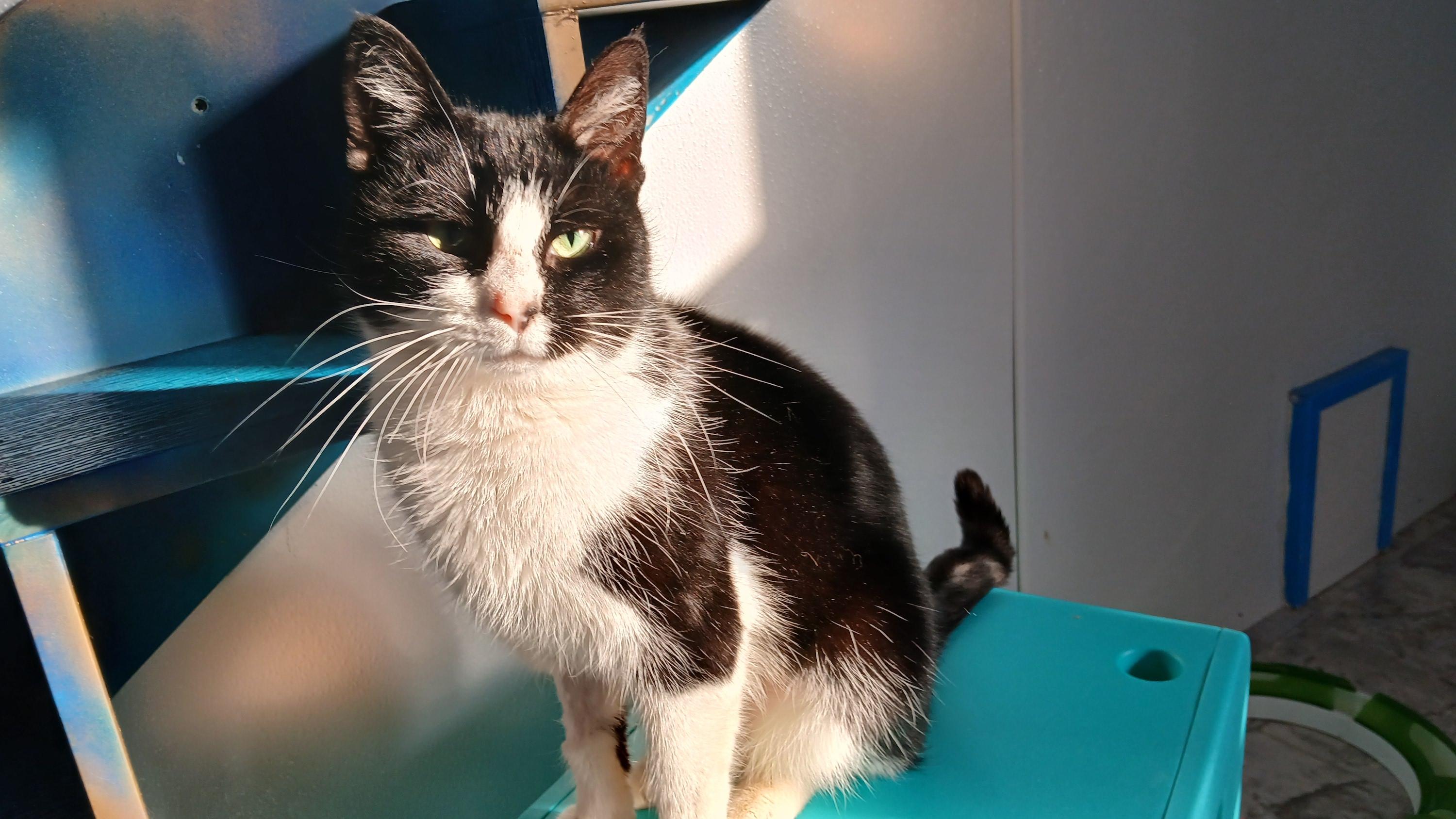 Enlarge Sonique, a ADOPTABLE Domestic Short Hair in Cullowhee, NC image 2/6