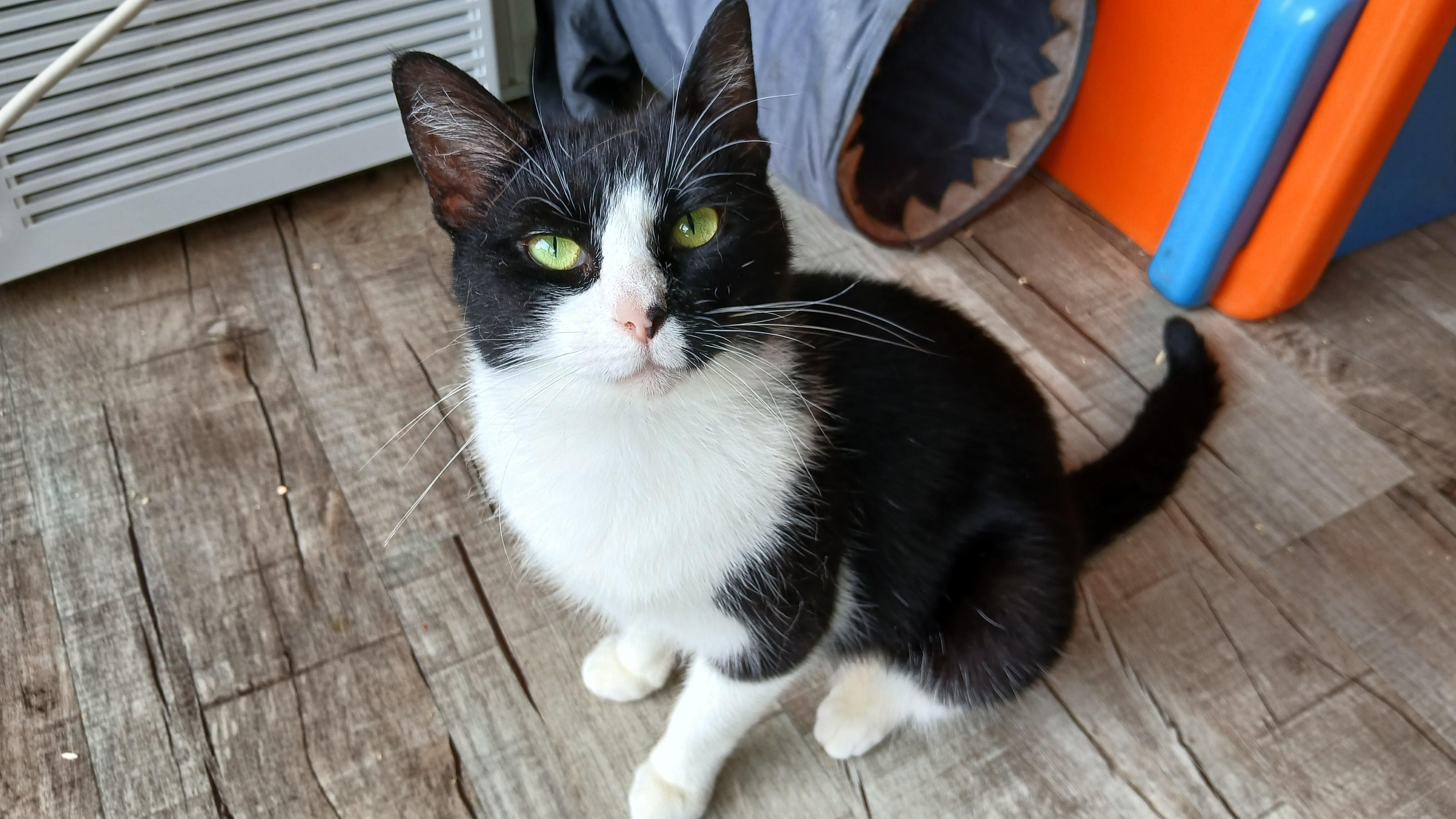 Enlarge Sonique, a ADOPTABLE Domestic Short Hair in Cullowhee, NC image 3/6
