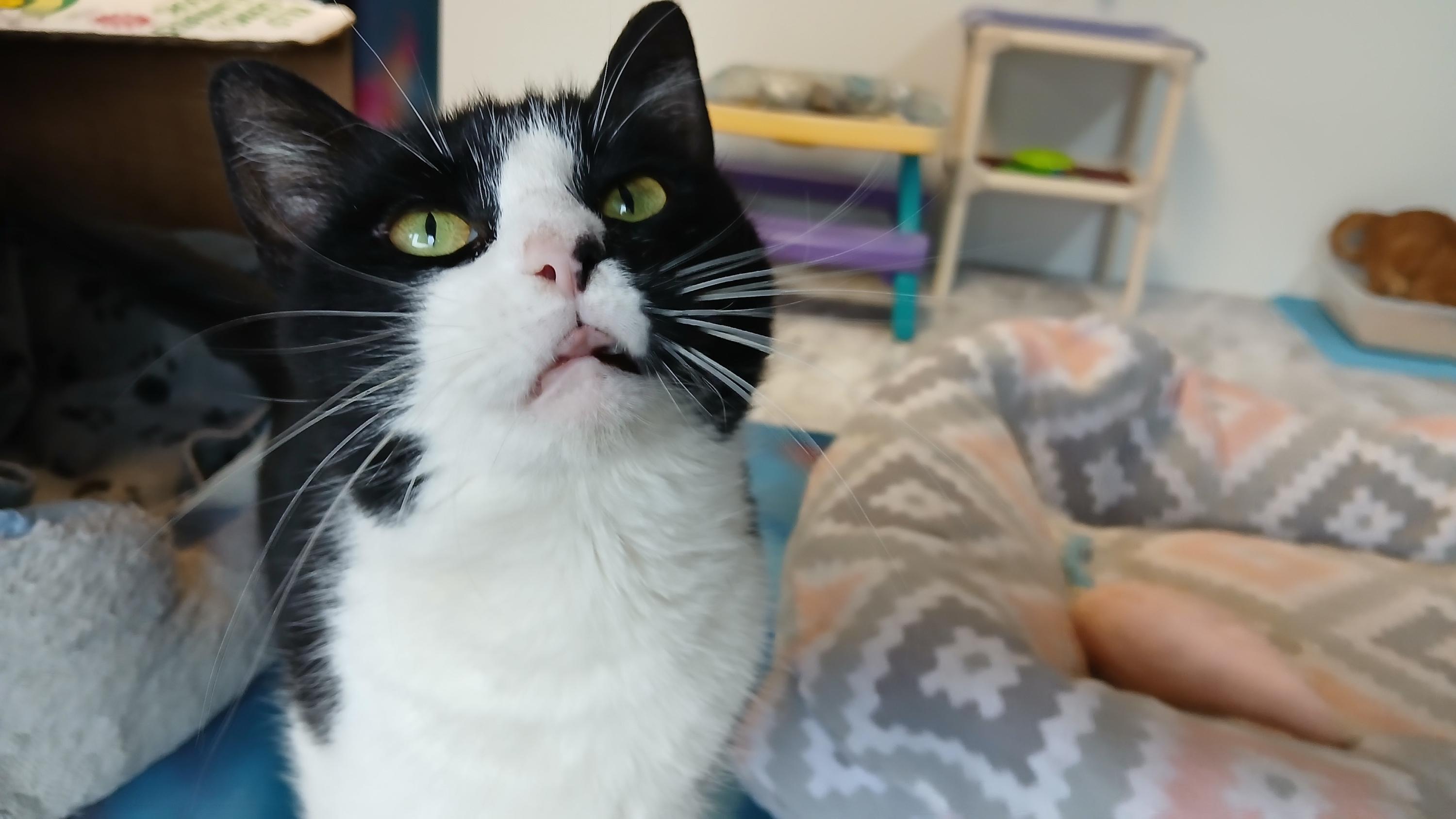 Enlarge Sonique, a ADOPTABLE Domestic Short Hair in Cullowhee, NC image 6/6