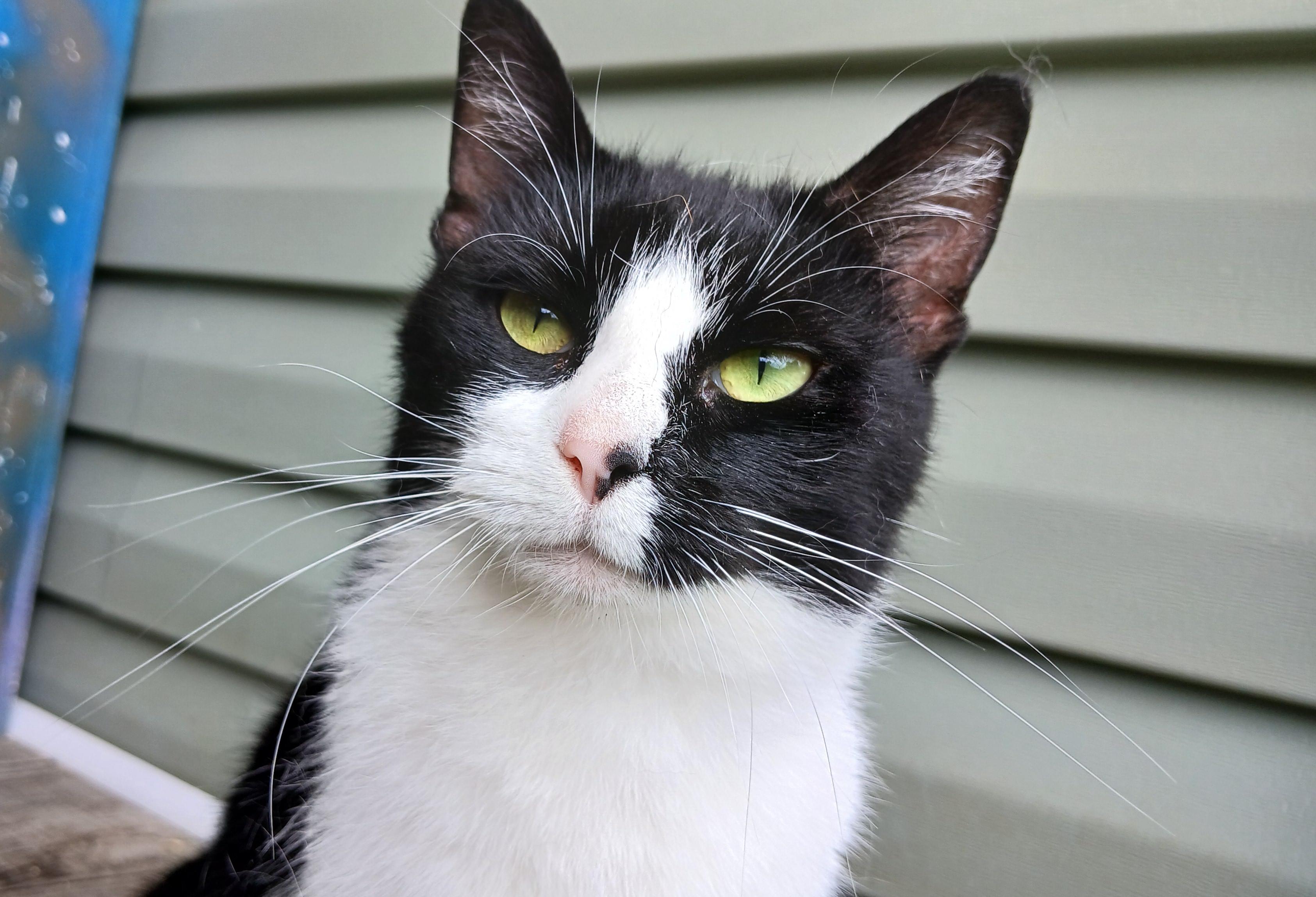 Sonique, ADOPTABLE, Young Female Domestic Short Hair.