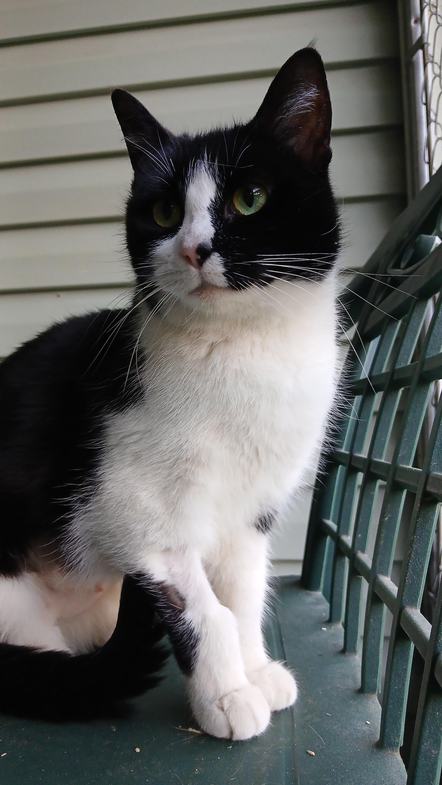 Enlarge Sonique, a ADOPTABLE Domestic Short Hair in Cullowhee, NC image 5/6