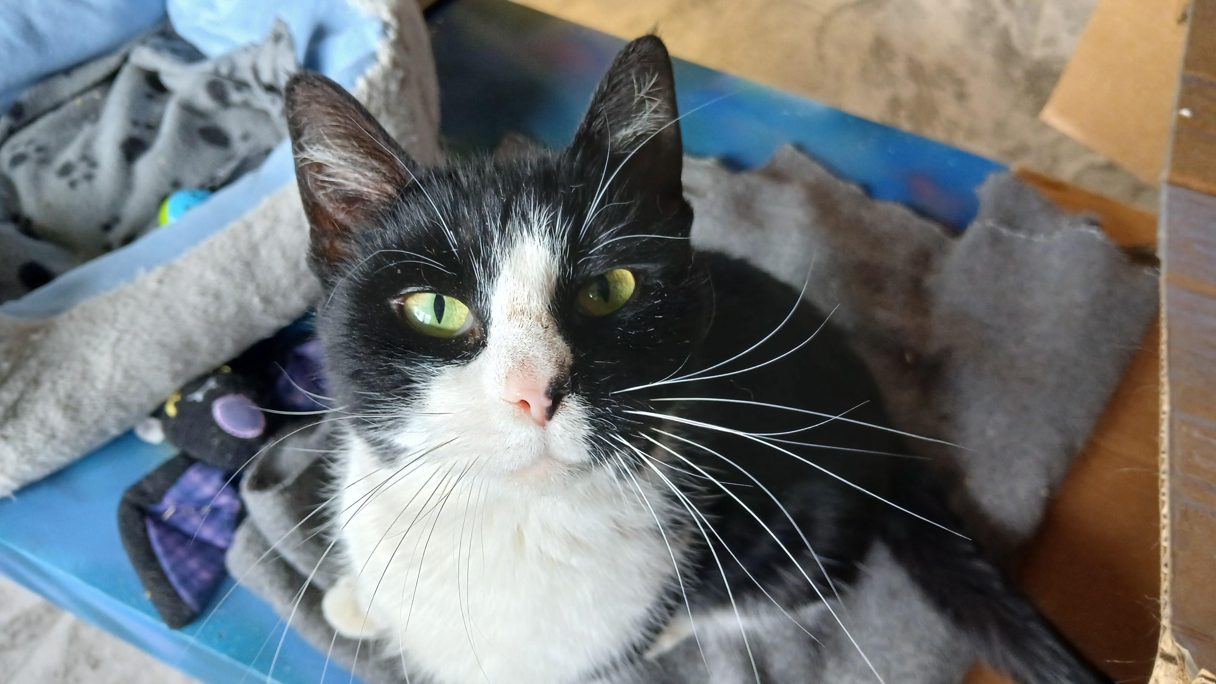Sonique, a ADOPTABLE Domestic Short Hair in Cullowhee, NC image 5/6