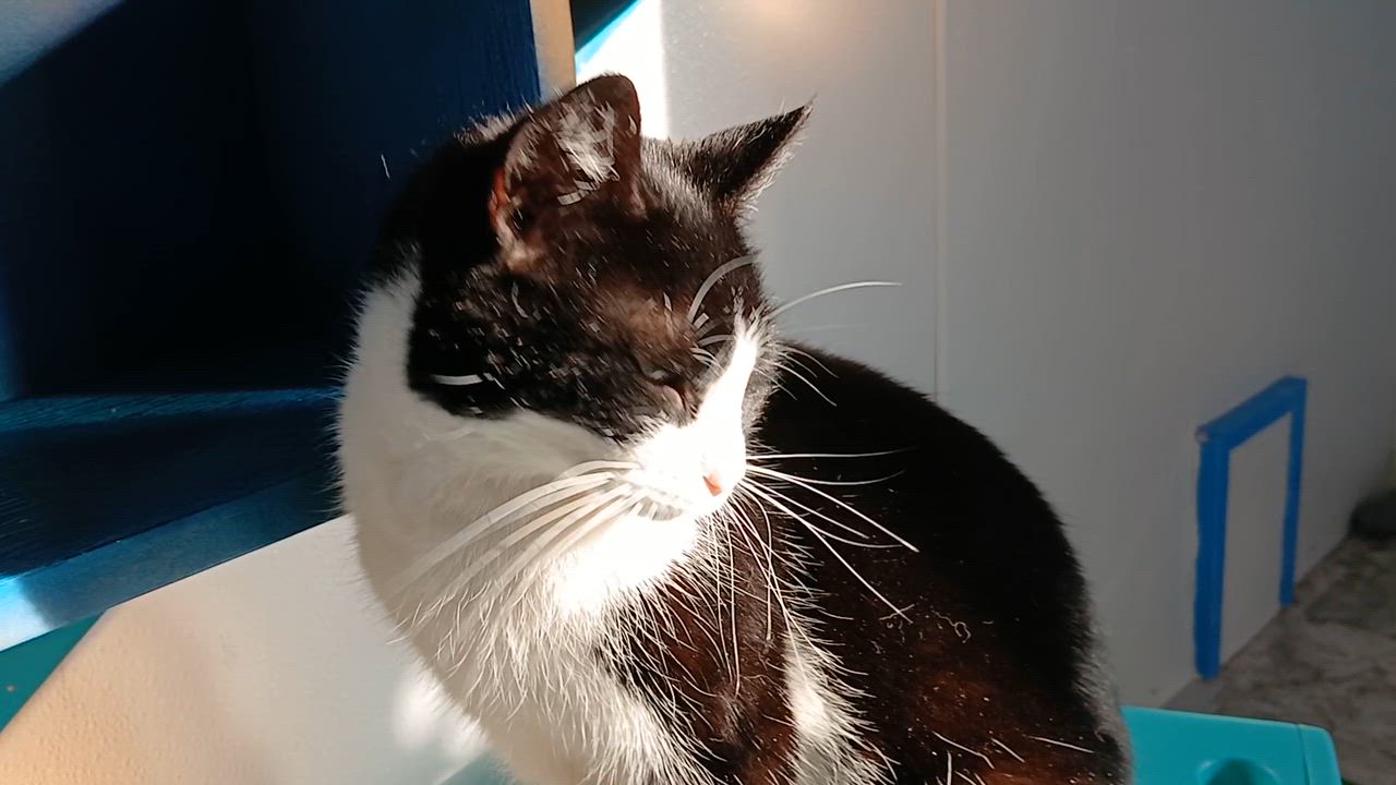 Enlarge Sonique, a ADOPTABLE Domestic Short Hair in Cullowhee, NC video 2/6