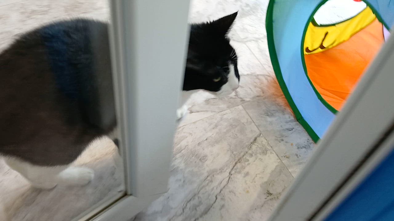 Enlarge Sonique, a ADOPTABLE Domestic Short Hair in Cullowhee, NC video 2/6