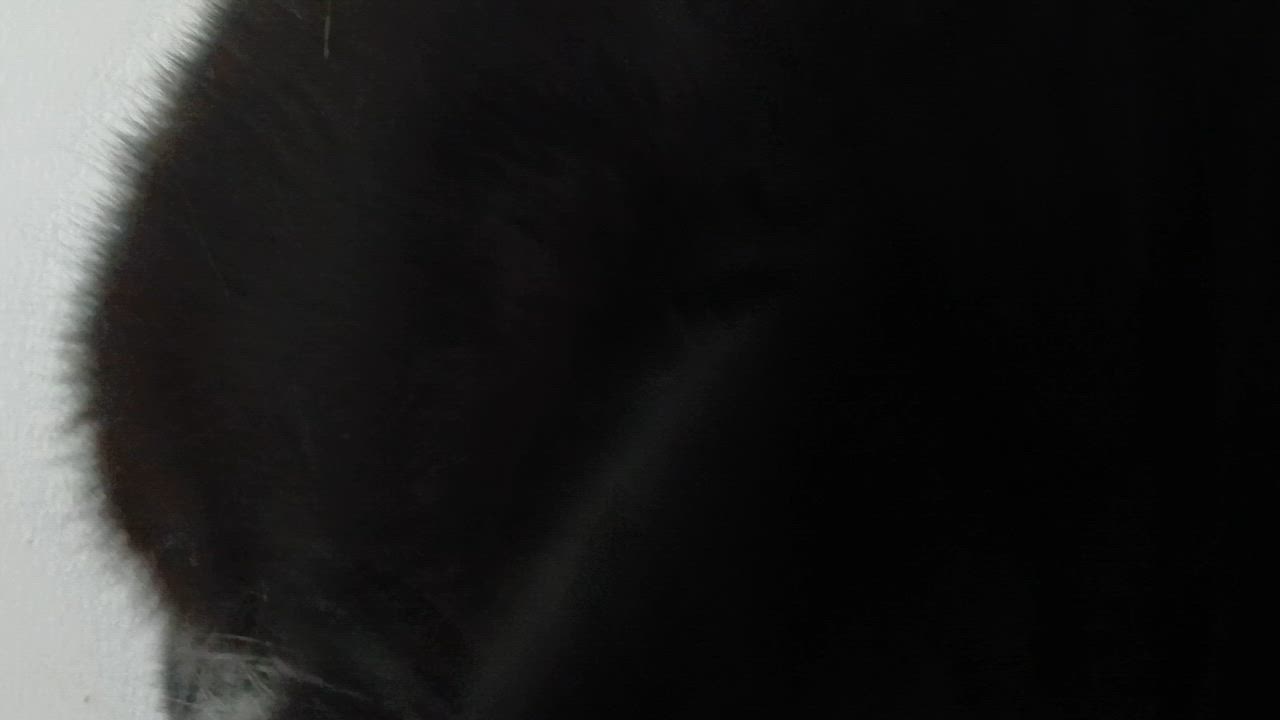 Enlarge Sonique, a ADOPTABLE Domestic Short Hair in Cullowhee, NC video 4/6
