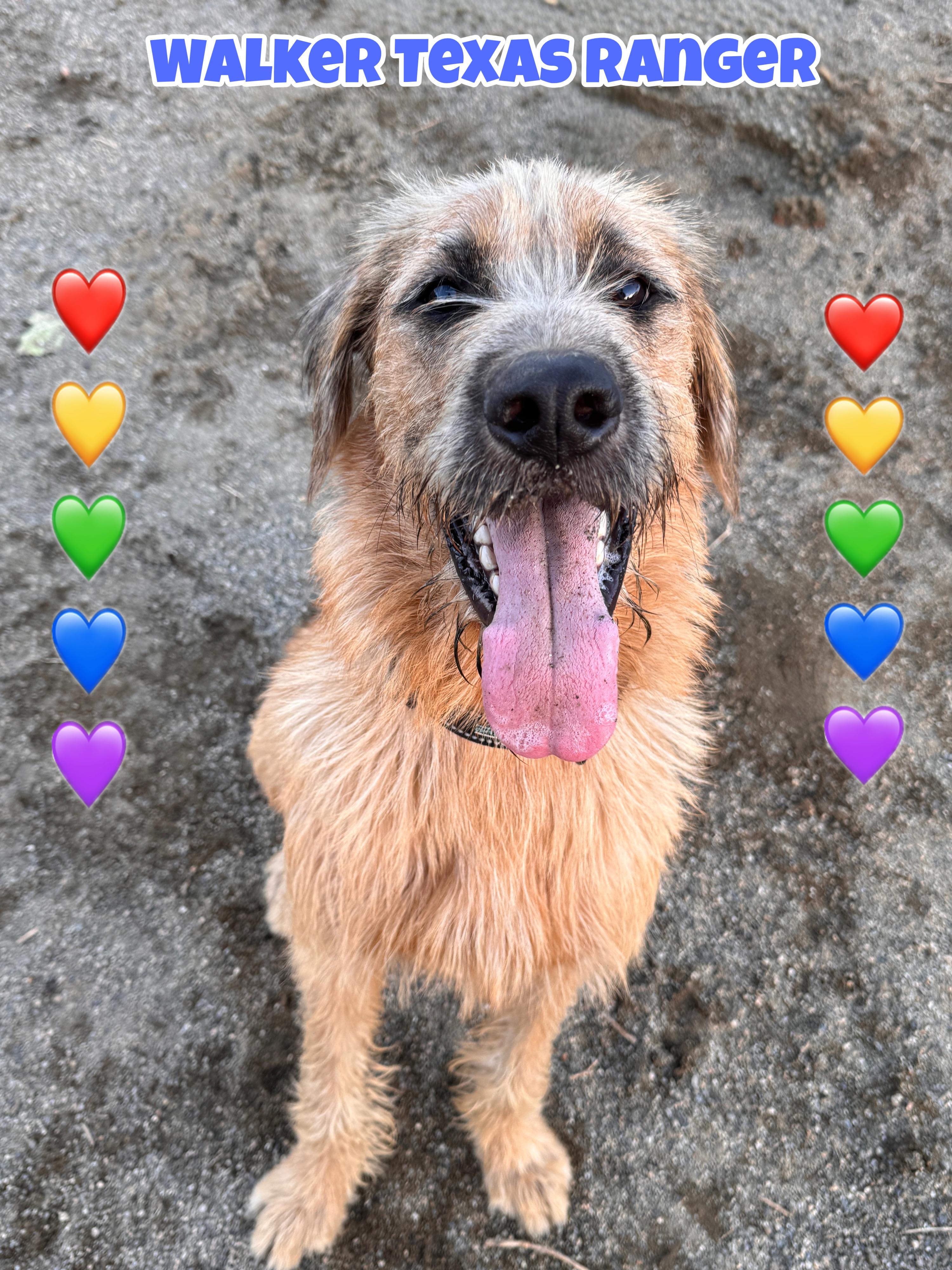 Enlarge Walker Texas Ranger, a Adoptable mixed breed in Perris, CA image 2/4