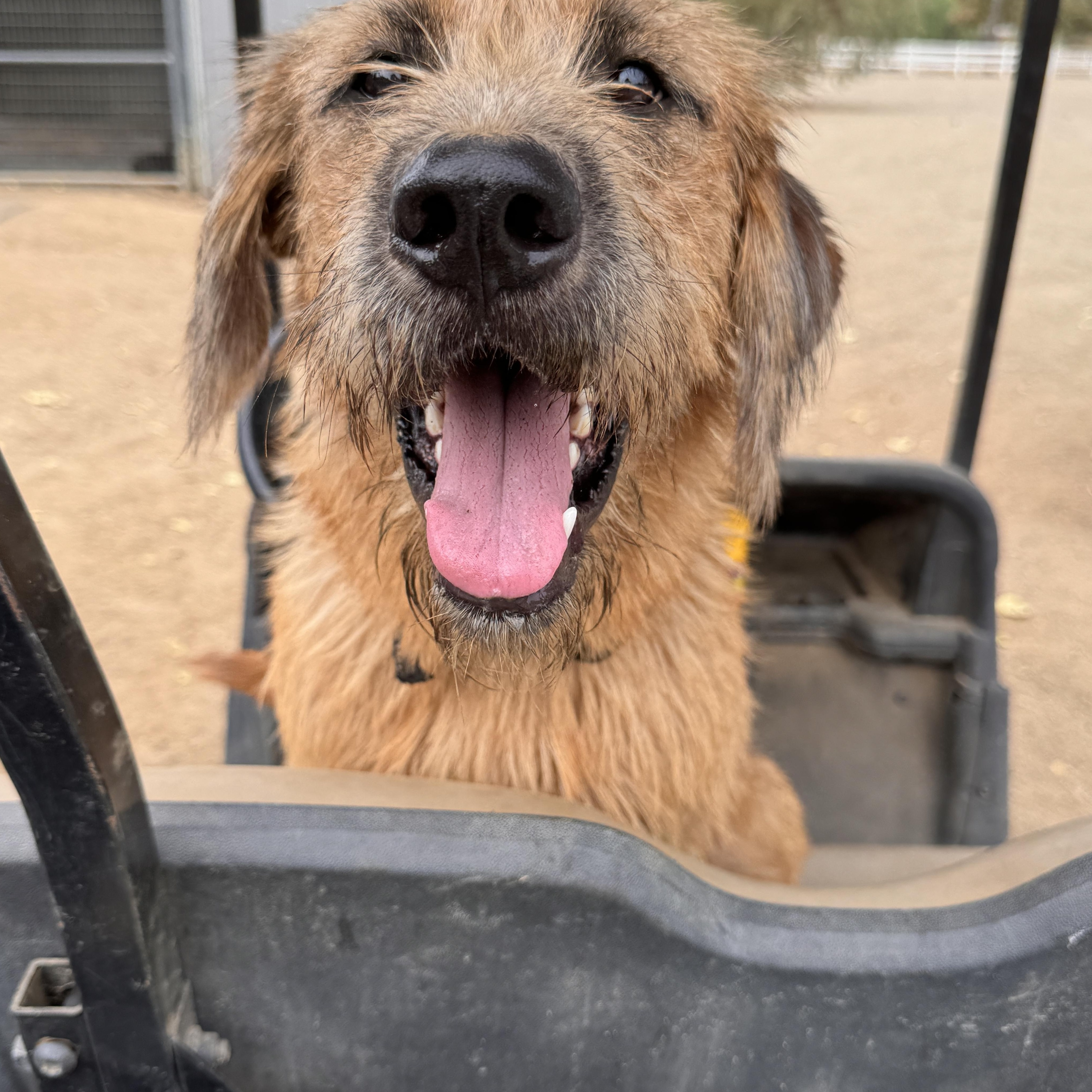 Enlarge Walker Texas Ranger, a Adoptable mixed breed in Perris, CA image 4/4