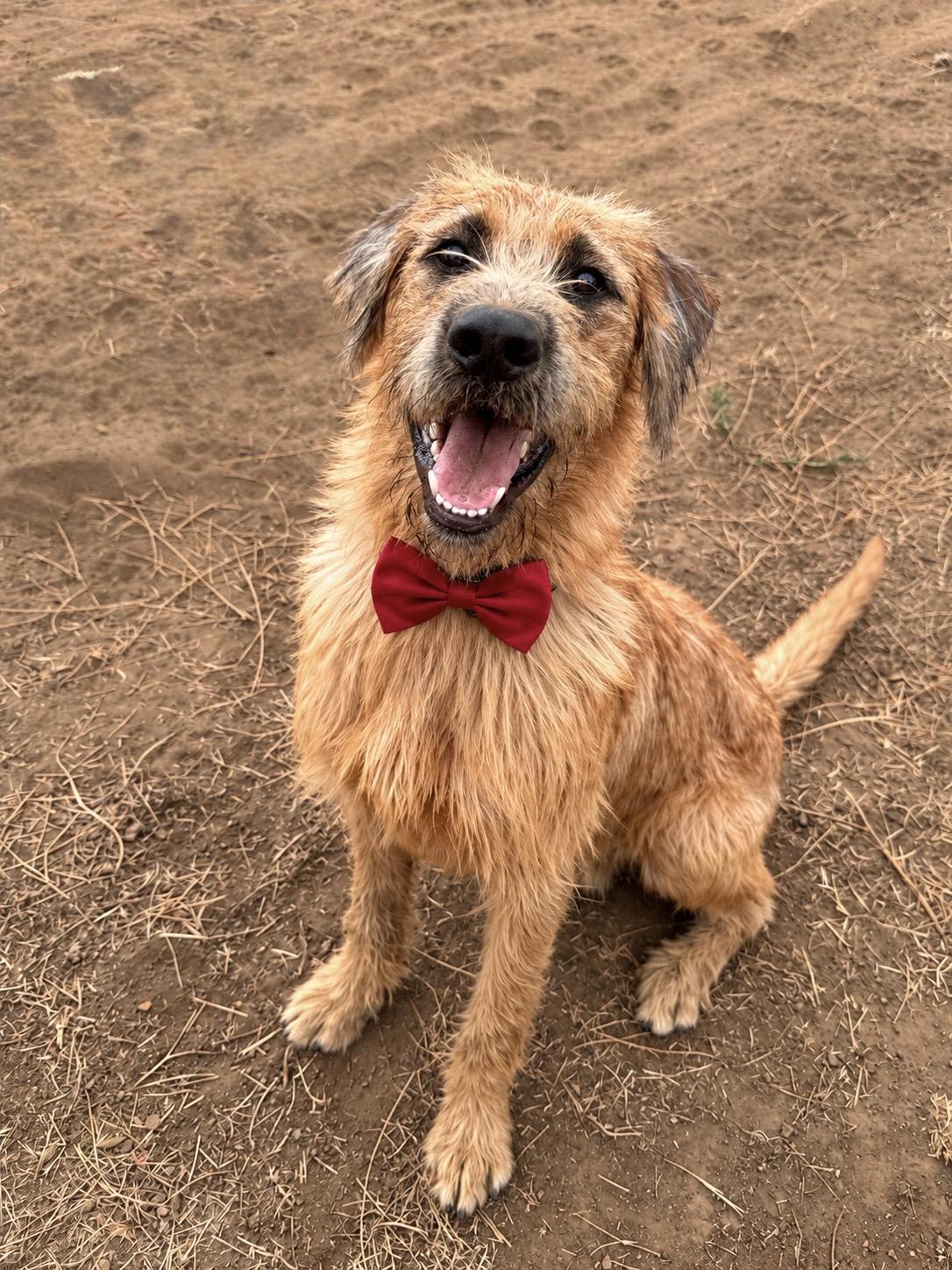Walker Texas Ranger, Adoptable, Puppy Male Irish Wolfhound.