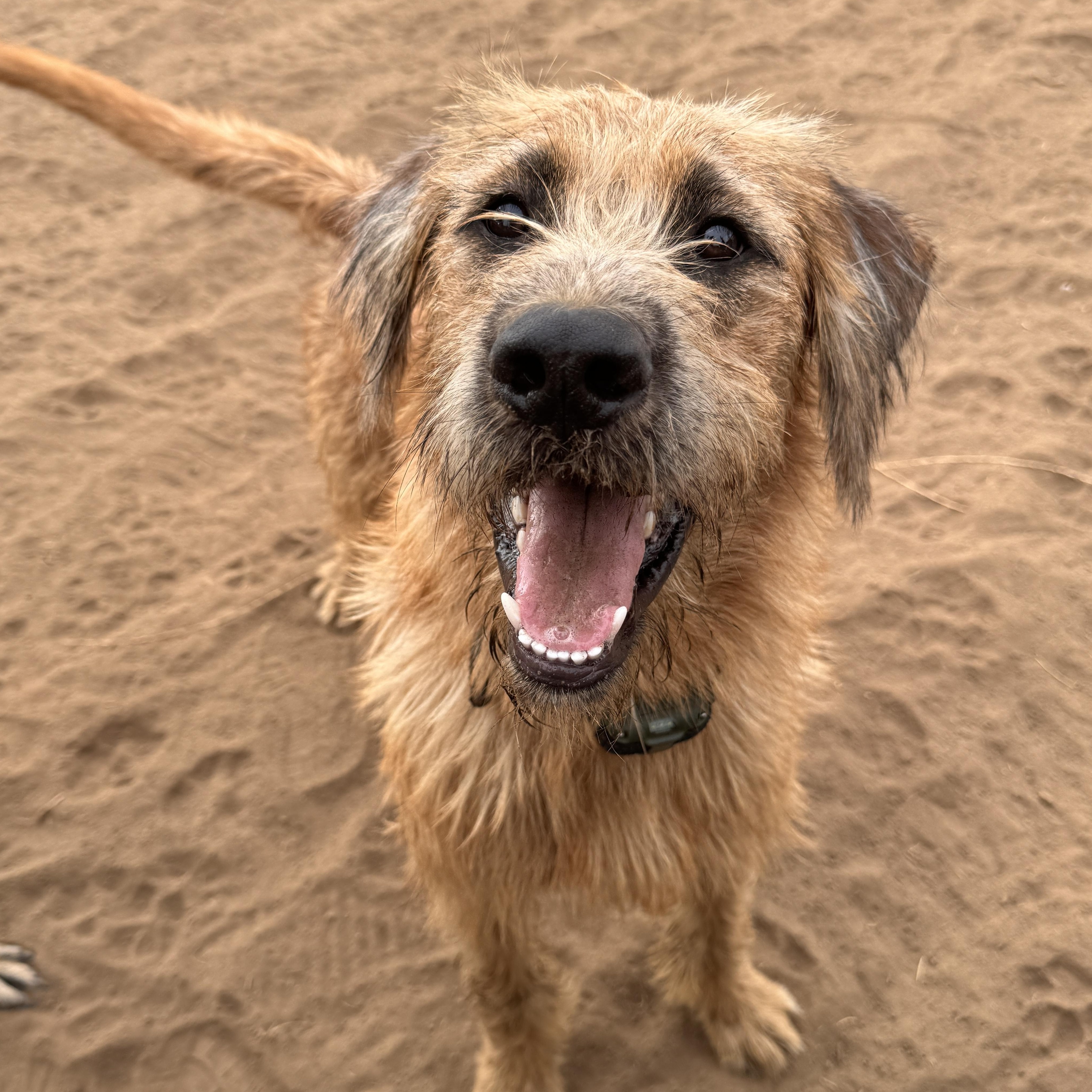 Enlarge Walker Texas Ranger, a Adoptable mixed breed in Perris, CA image 3/4