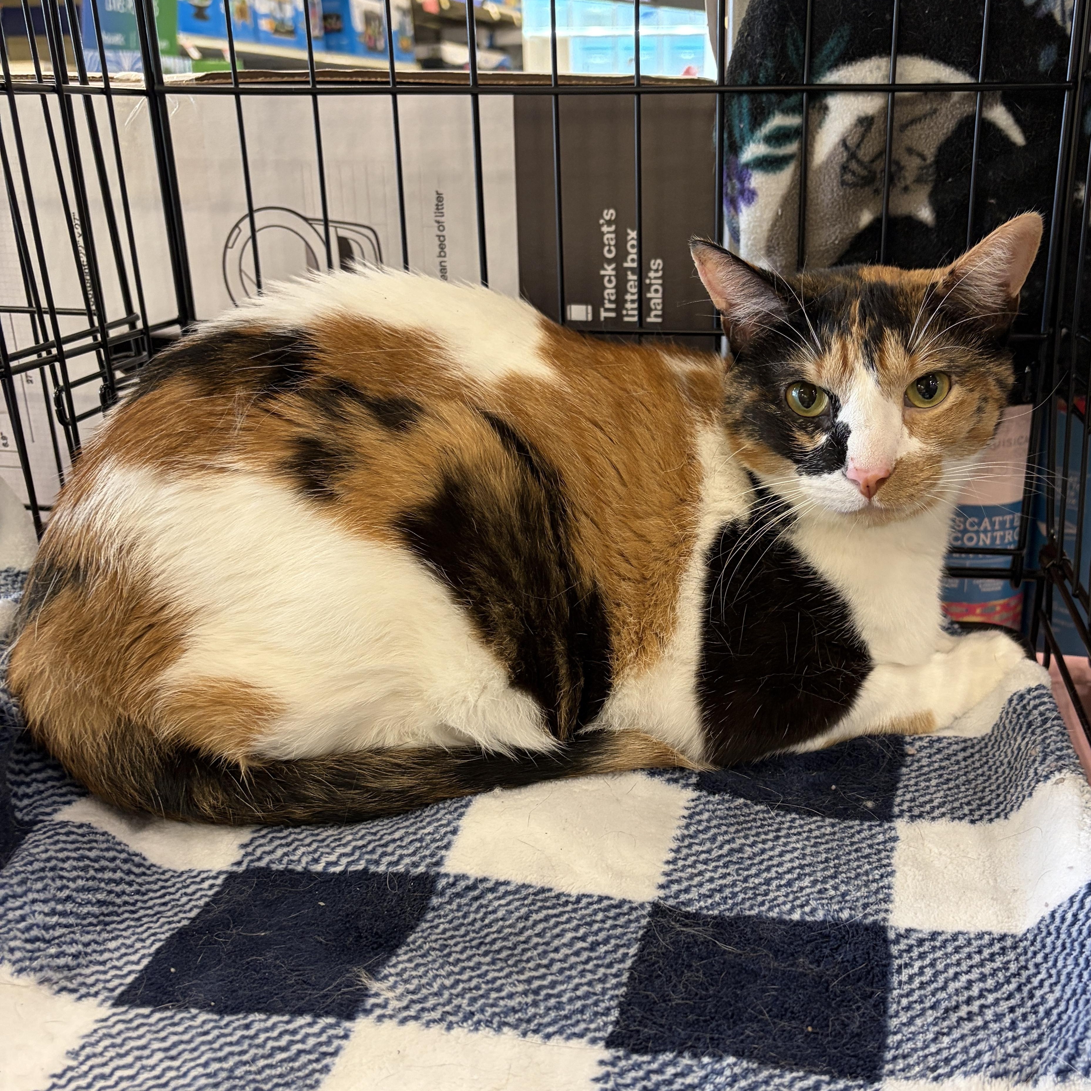 Roxy, a Adoptable Domestic Short Hair in Webster, TX image 3/4