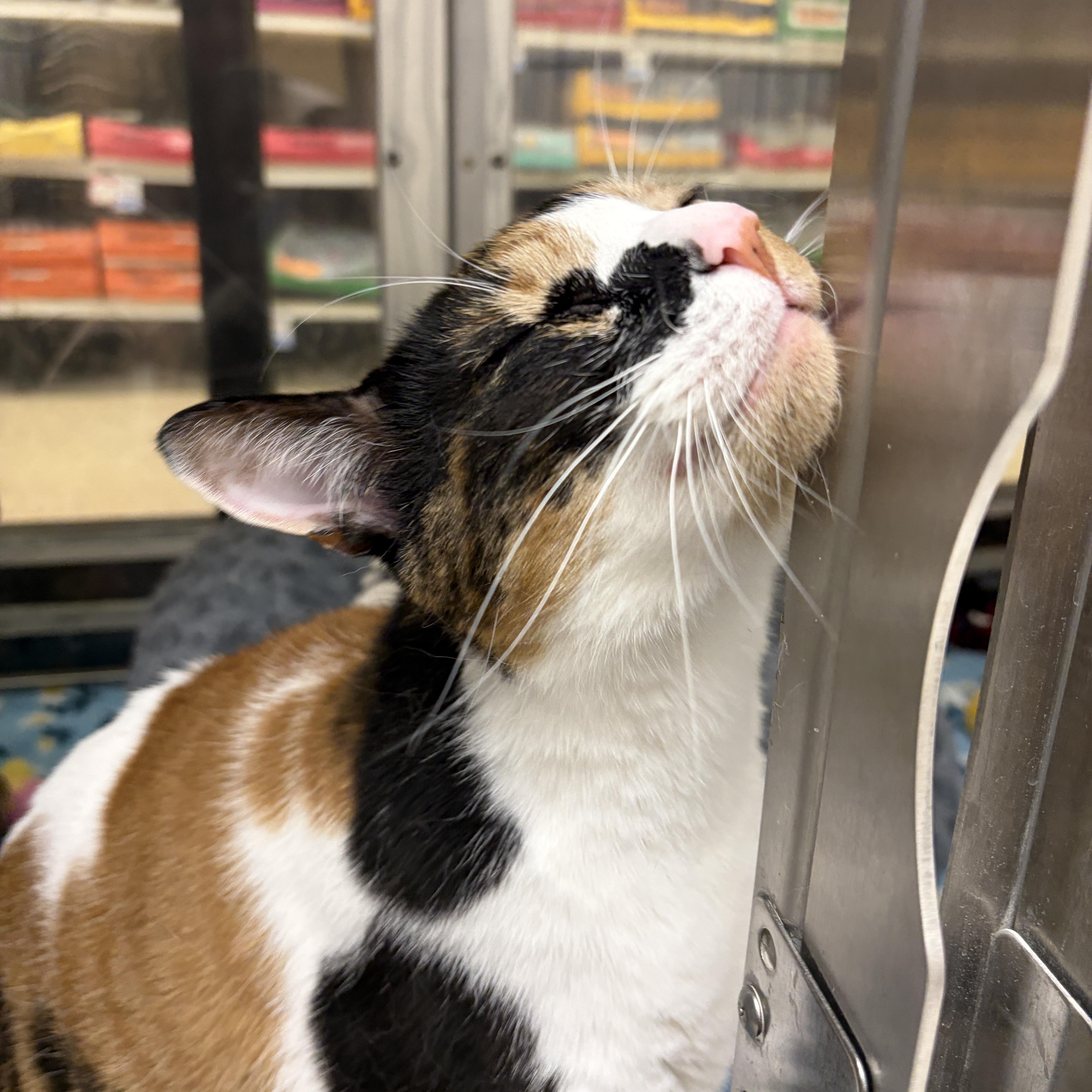 Roxy, a Adoptable Domestic Short Hair in Webster, TX image 2/4