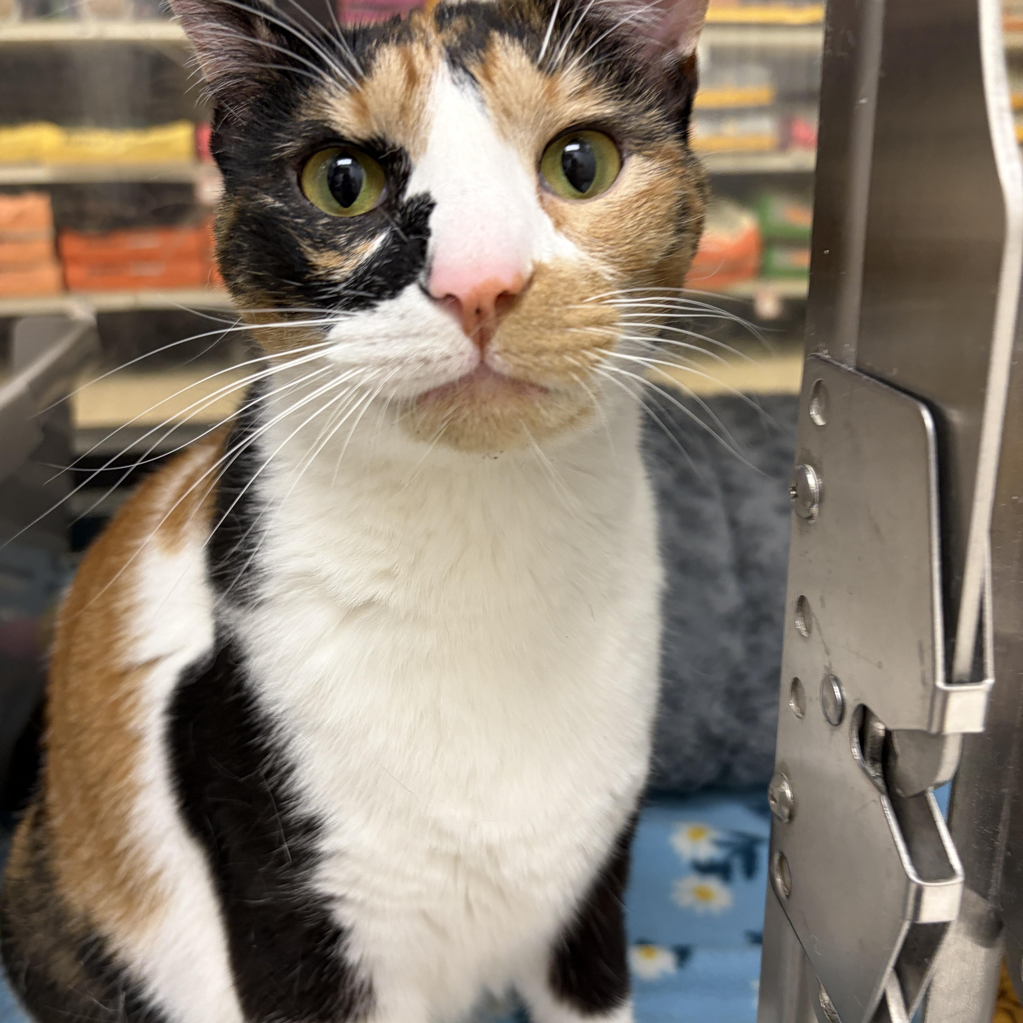 Roxy, a Adoptable Domestic Short Hair in Webster, TX image 1/4
