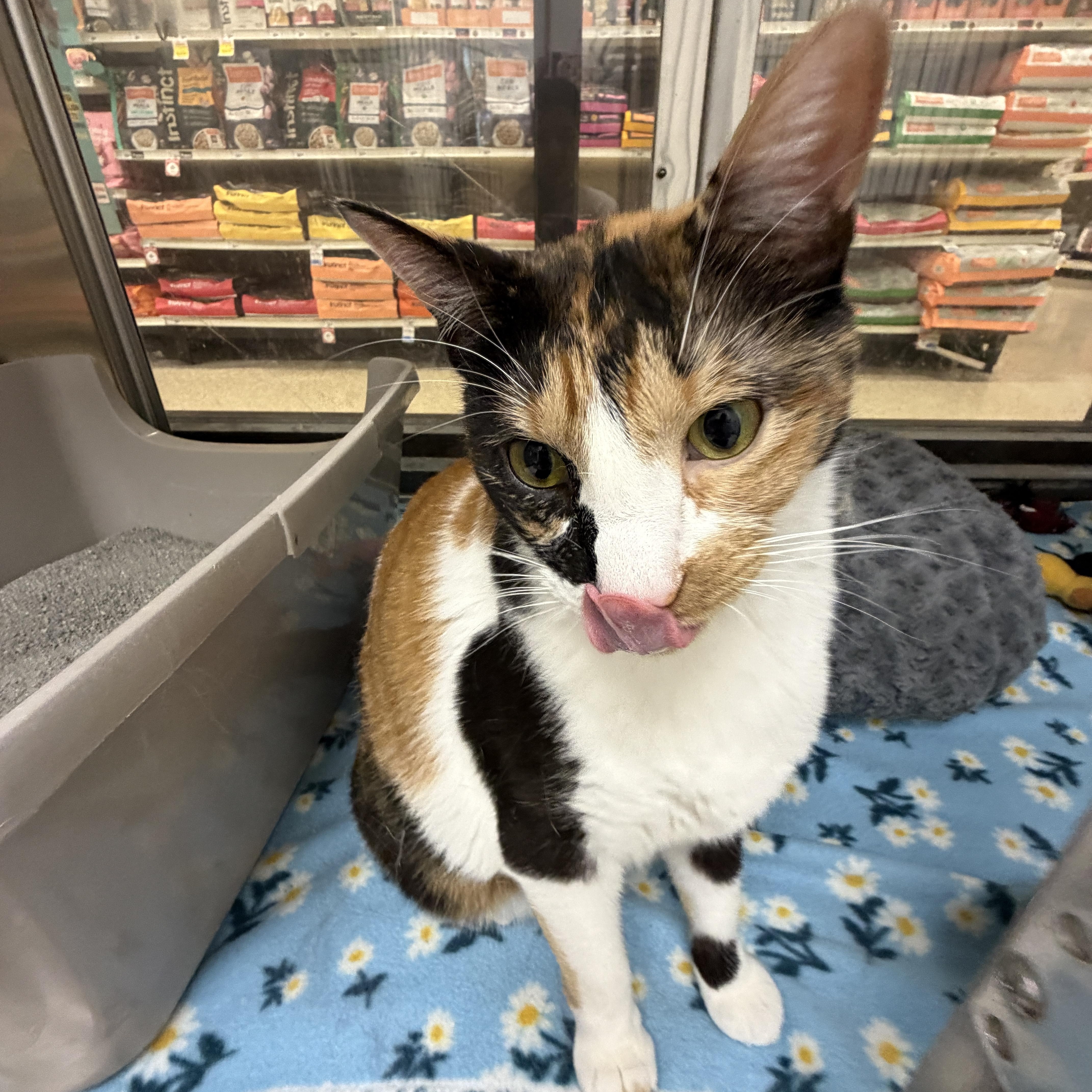 Roxy, a Adoptable Domestic Short Hair in Webster, TX image 4/4