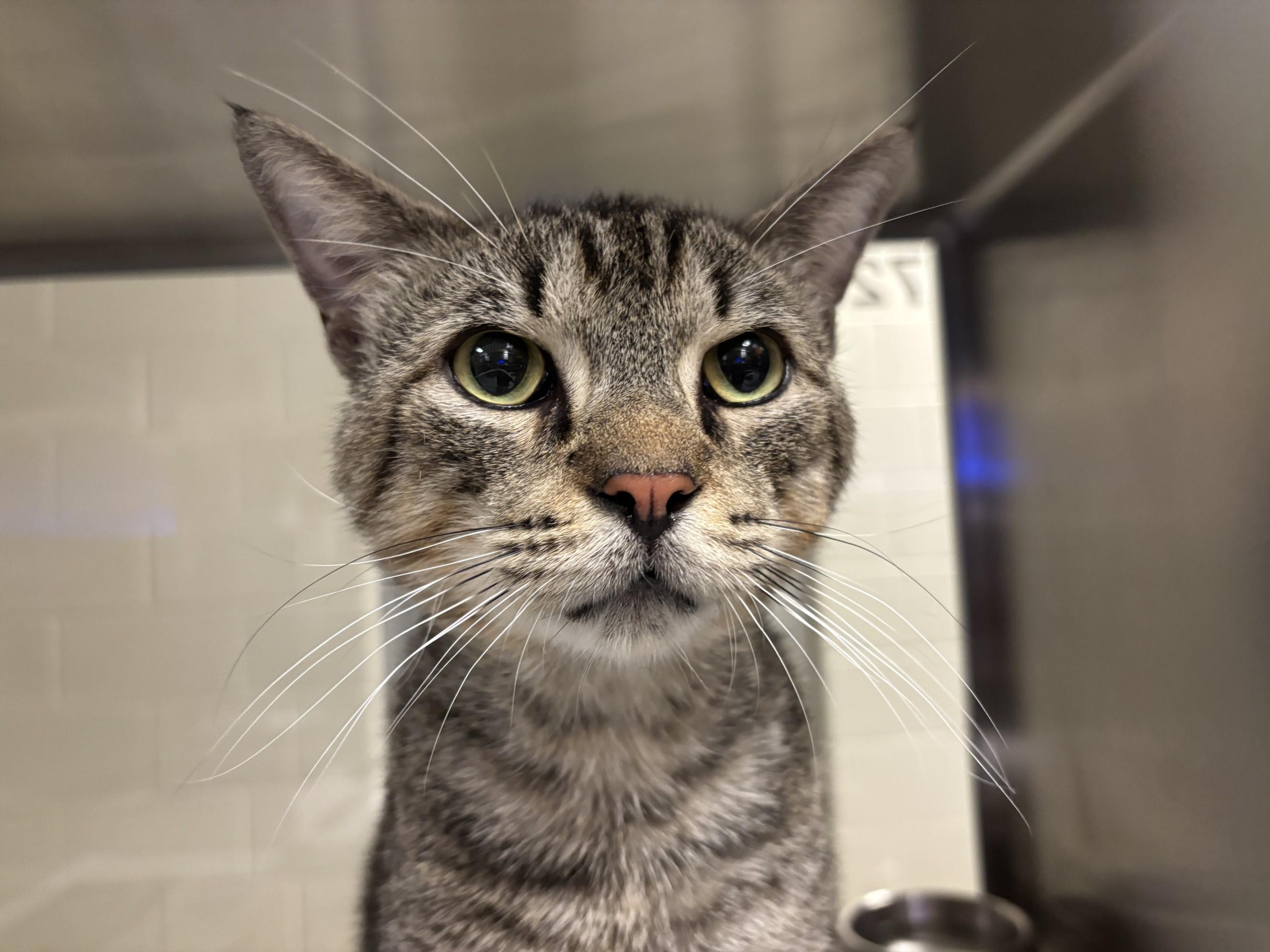 Agent A212775