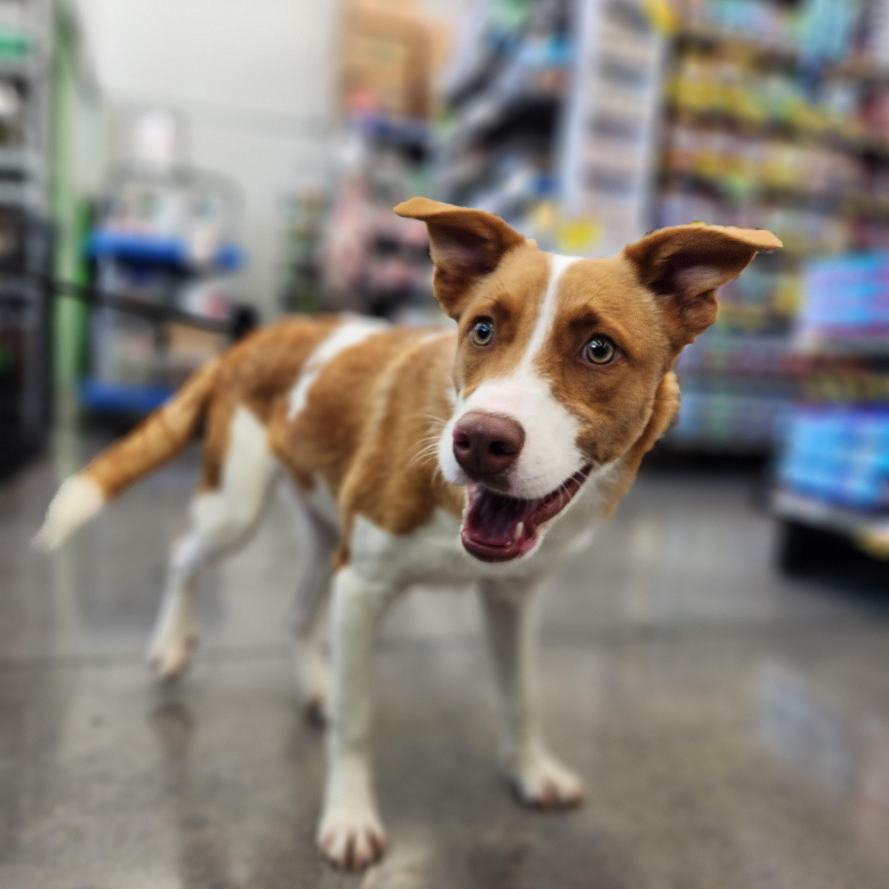 Enlarge Django, an adopted mixed breed in Williston, VT image 2/4