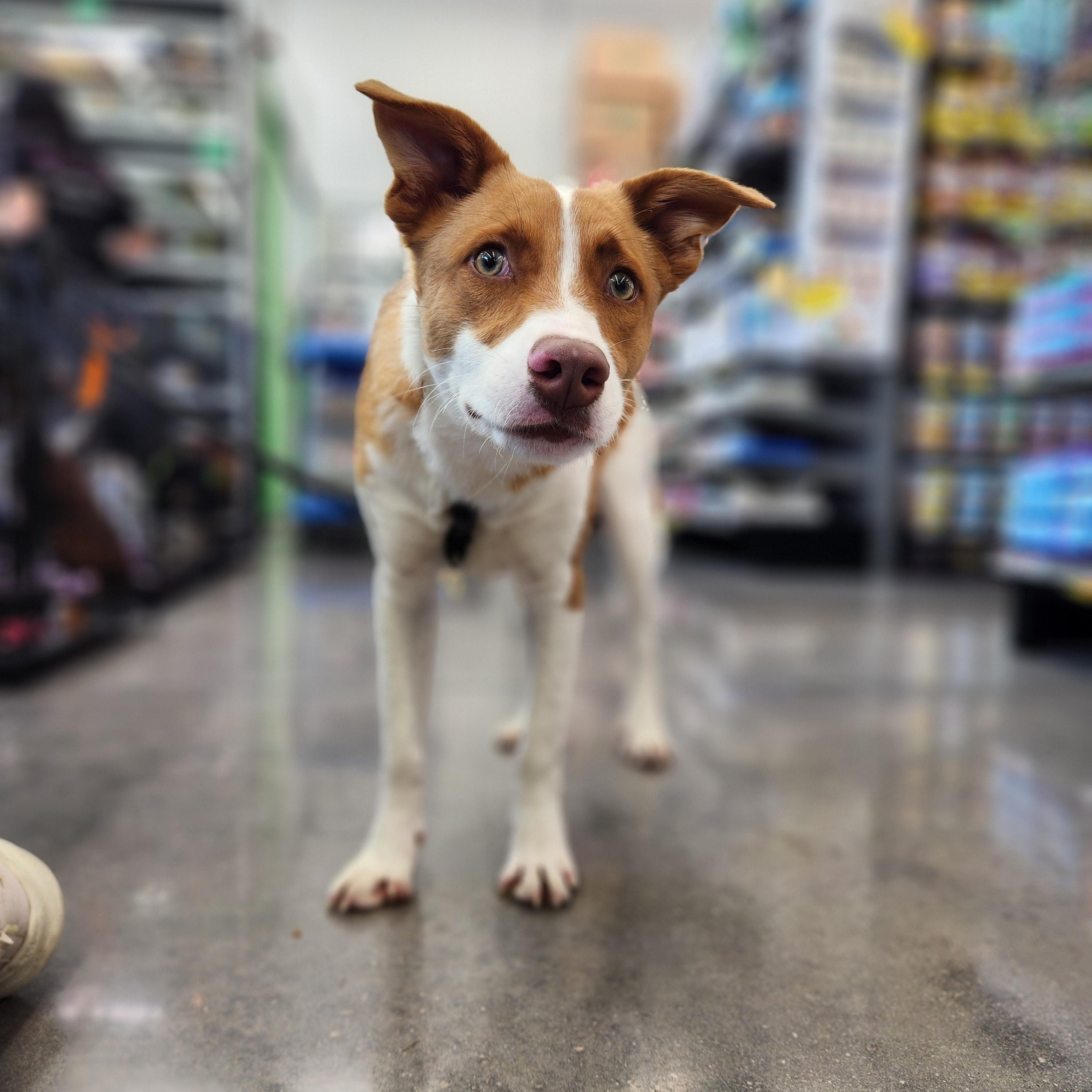 Enlarge Django, an adopted mixed breed in Williston, VT image 1/4
