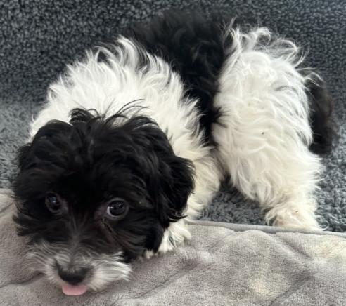 Enlarge #245 Freda, a Adoptable Havanese in Twin lakes, WI image 1/1