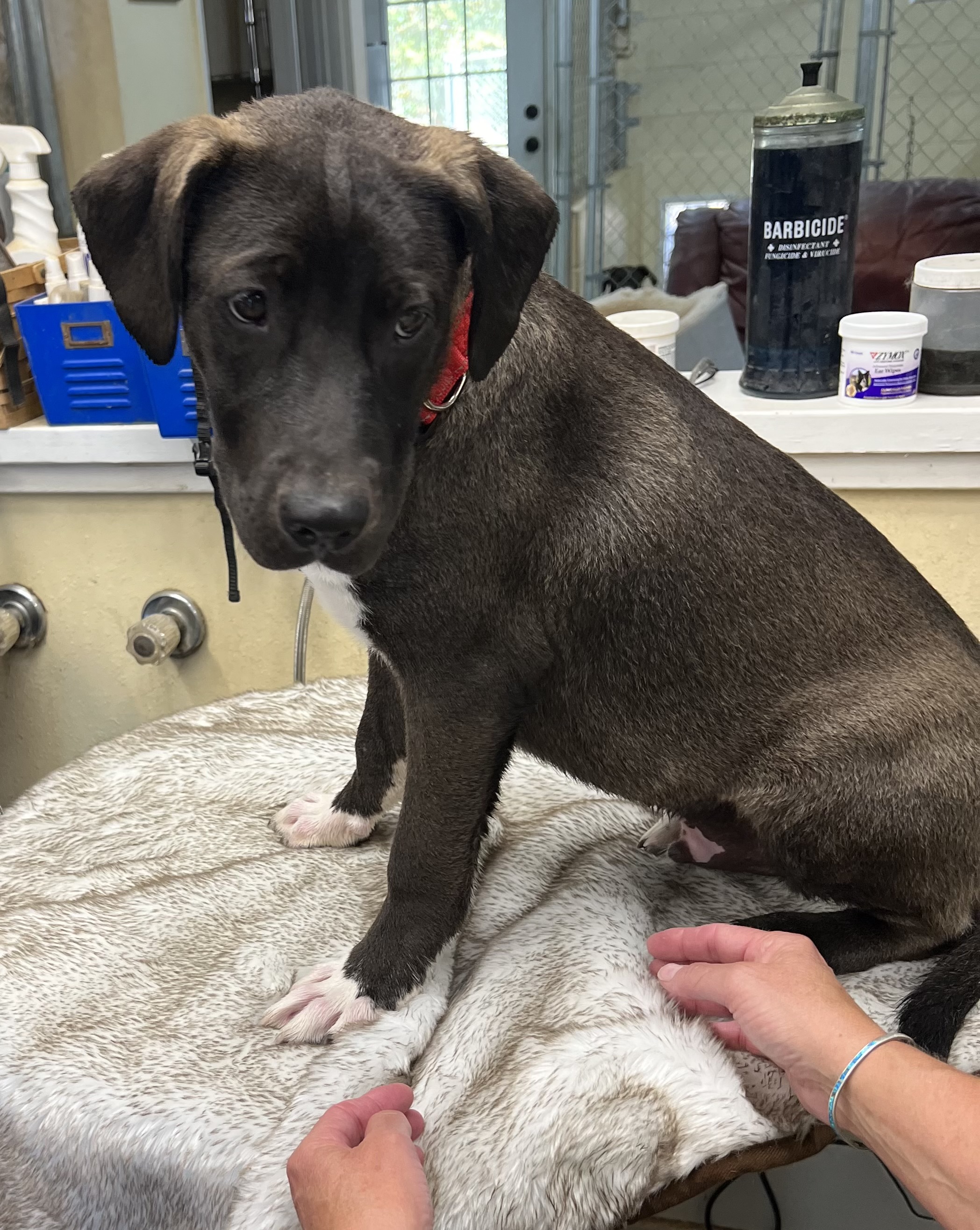 Dog for adoption Romeo "It's a Love Story", a Black Labrador