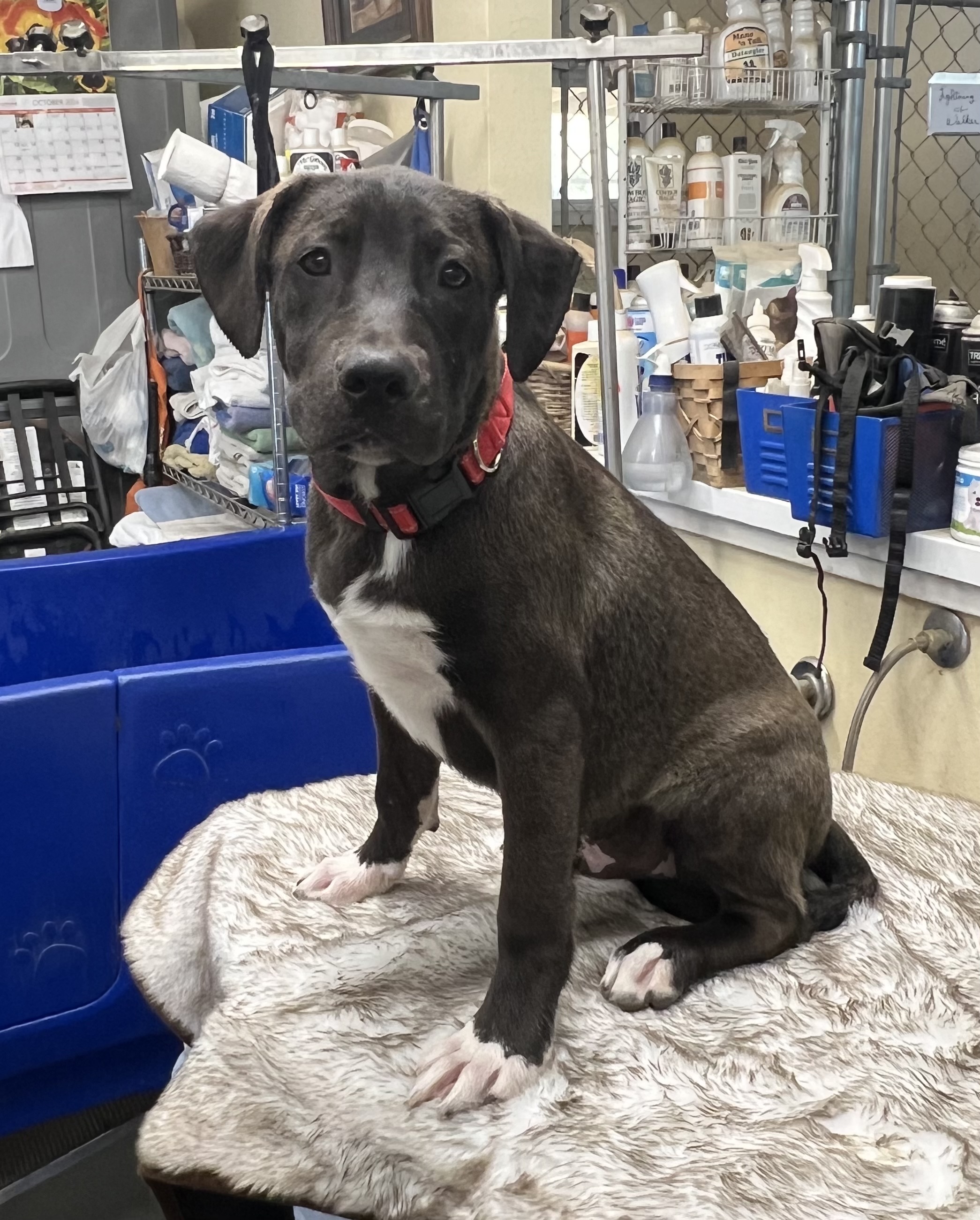 Dog for adoption Romeo "It's a Love Story", a Black Labrador